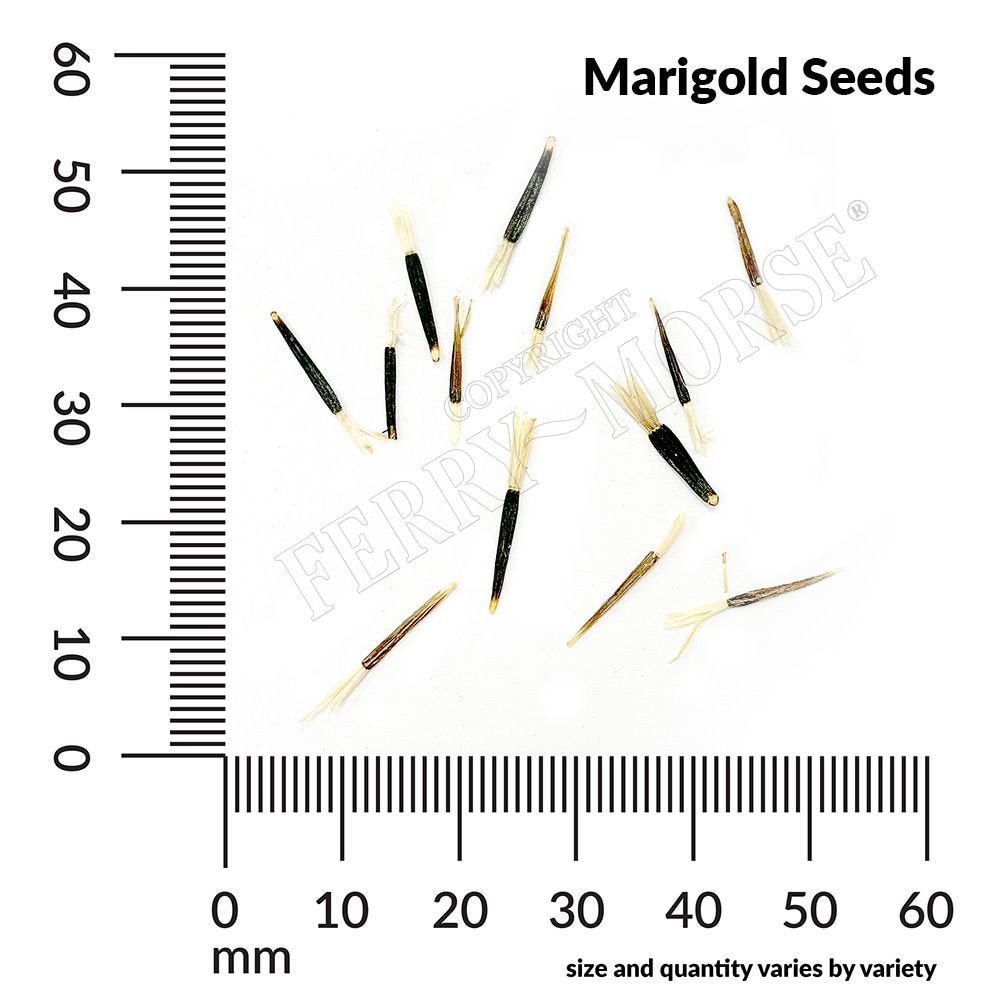Ferry-Morse LC25.6020 seeds - View #4