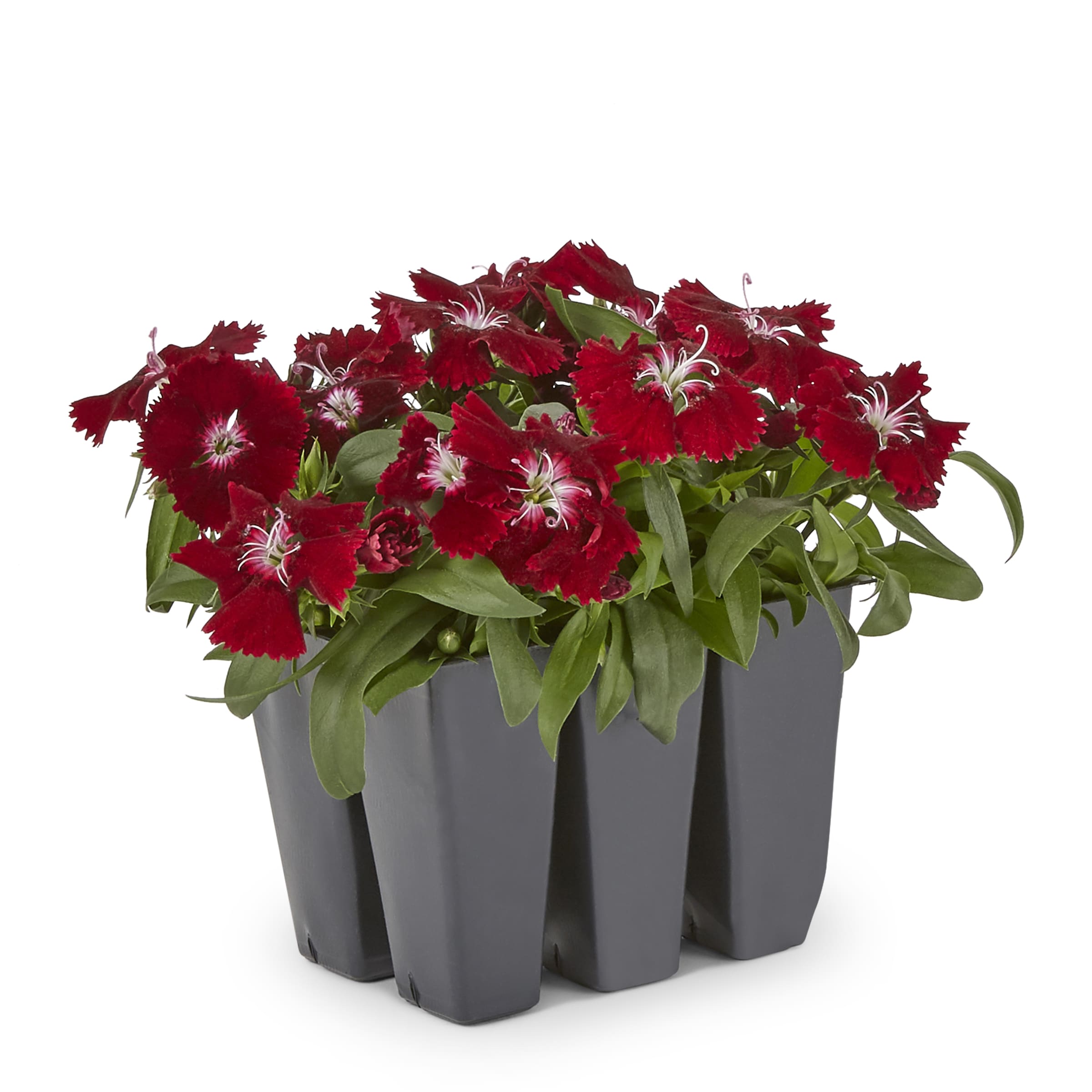 Lowe's NURSERY annuals - View #3