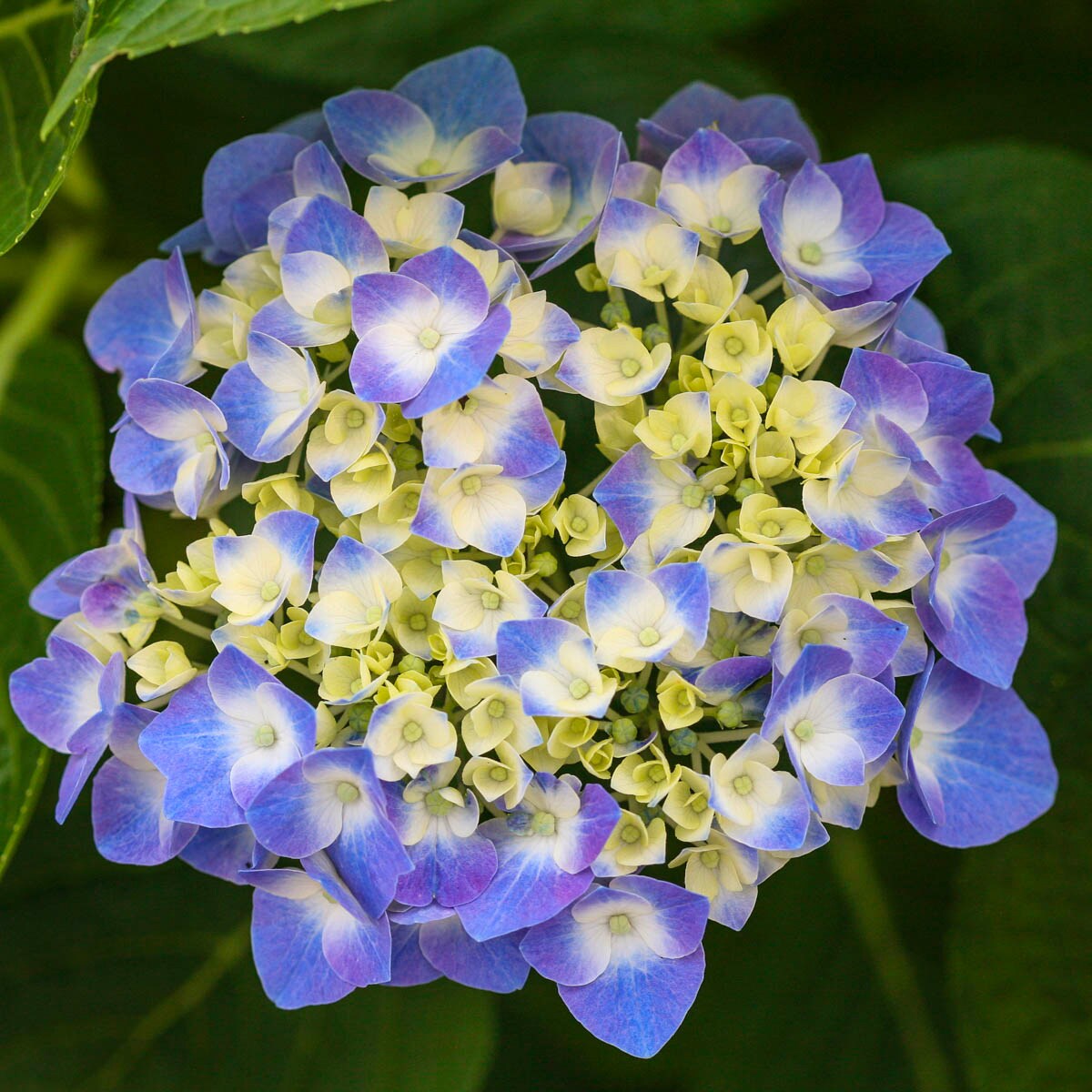 Spring Hill Nurseries 1-Pack Blue Flowering Blue Jangles Let's Dance ...