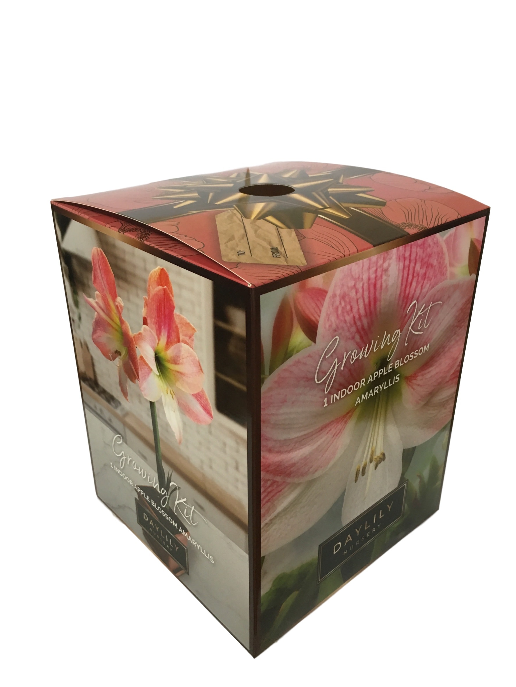 Daylily Nursery 22029 Pink Amaryllis Plant in 1 -Pack Plantable container 1 -Pack