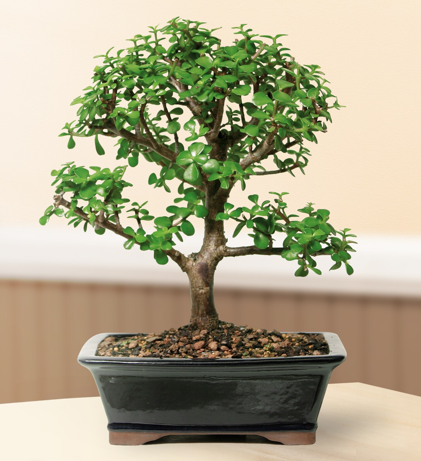 DIY Dwarf Jade Bonsai Tree Kit at