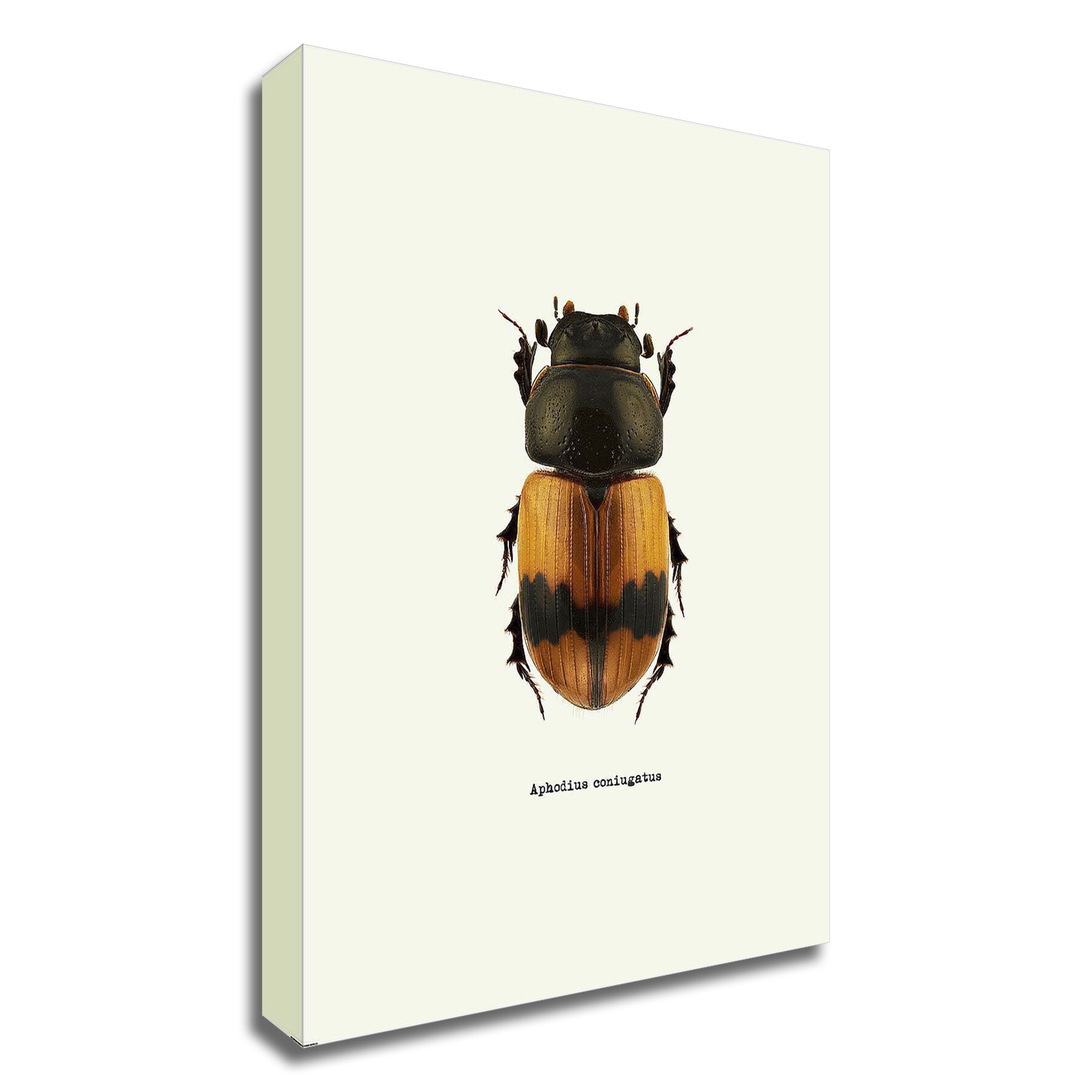 Tangletown Fine Art 8IN318891C-1826 Beetle Orange Graphinc 26-in H x 18-in W Animals Print on Canvas