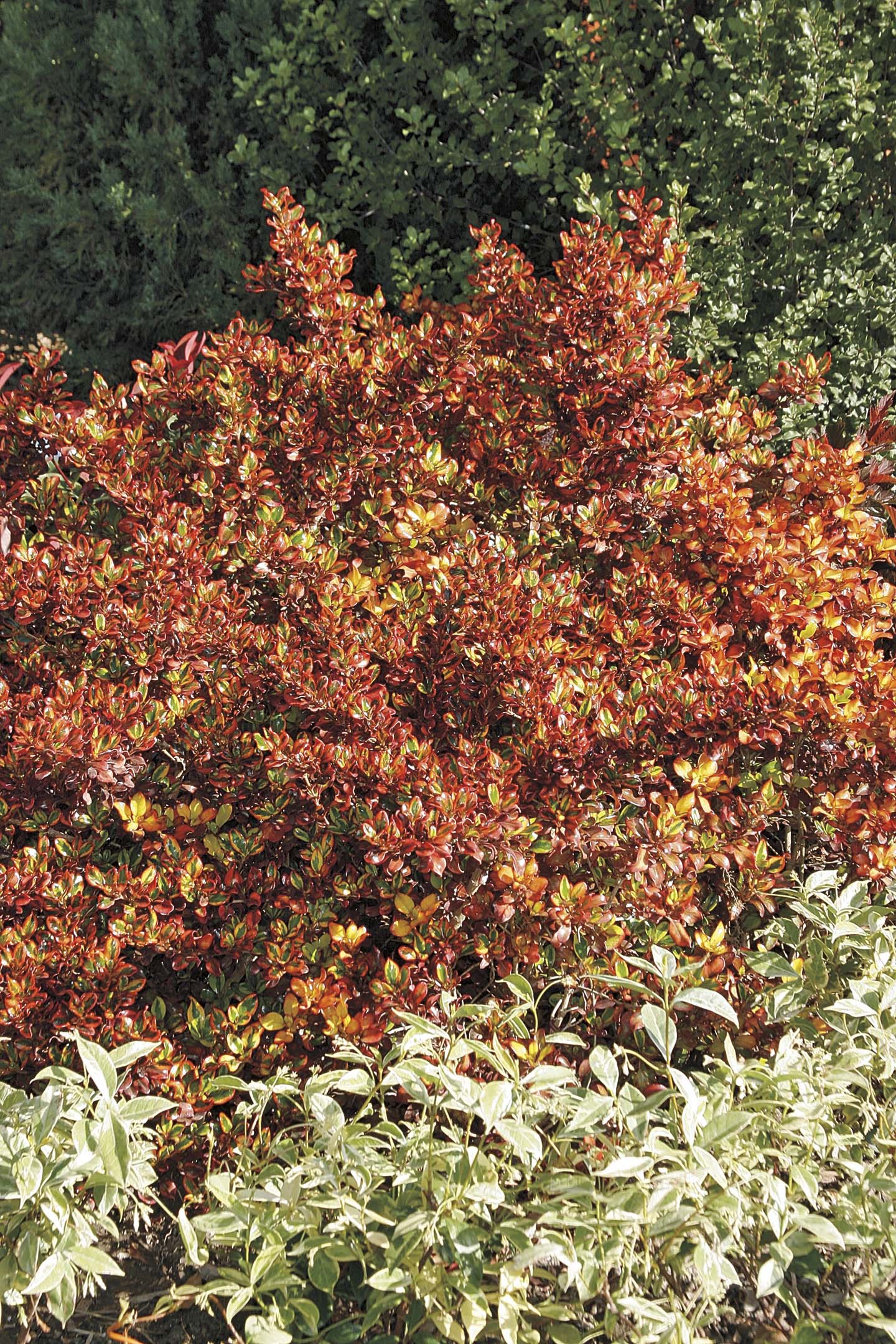  NURSERY shrubs - View #2