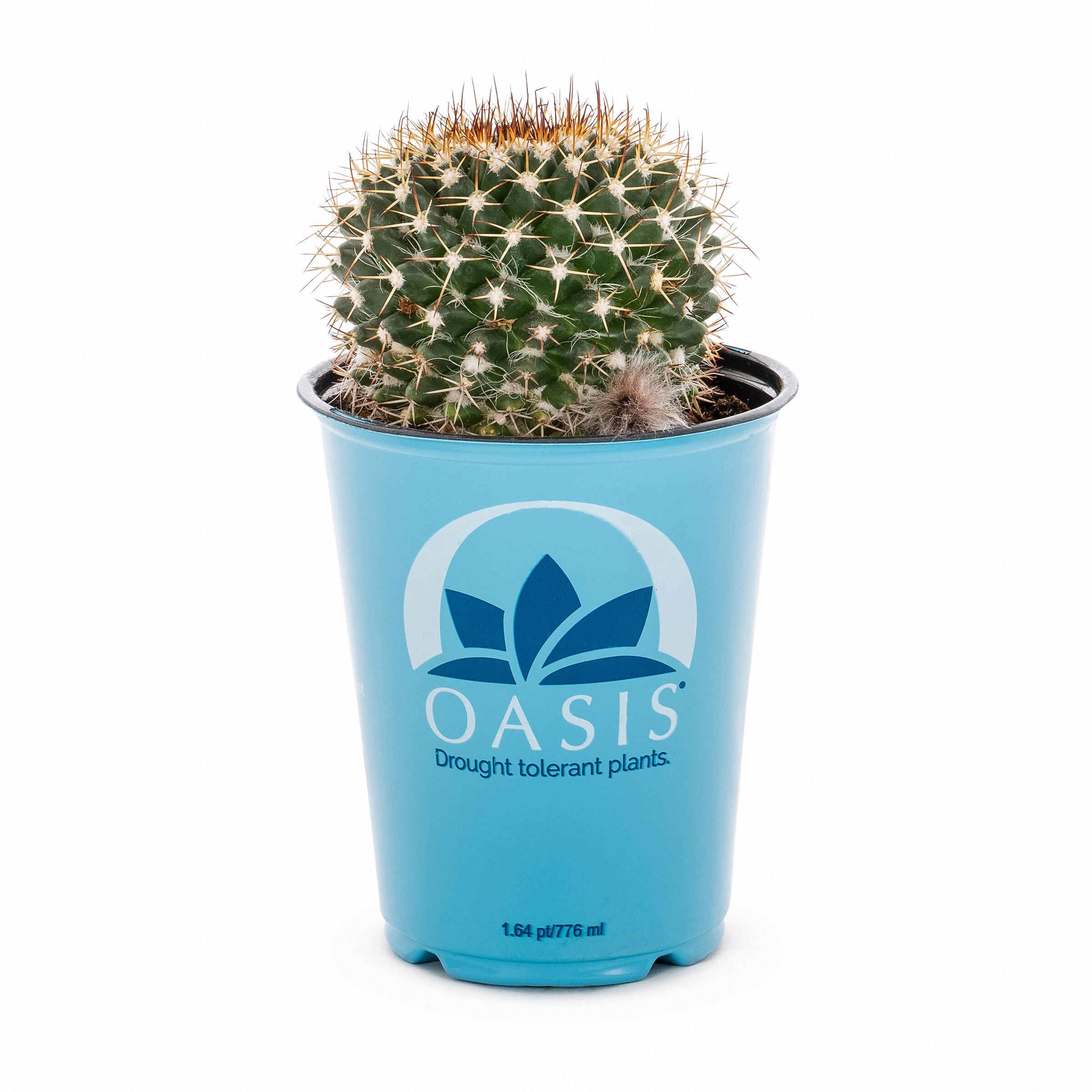 Lowe's 937381 Cacti-Succulents - View #4