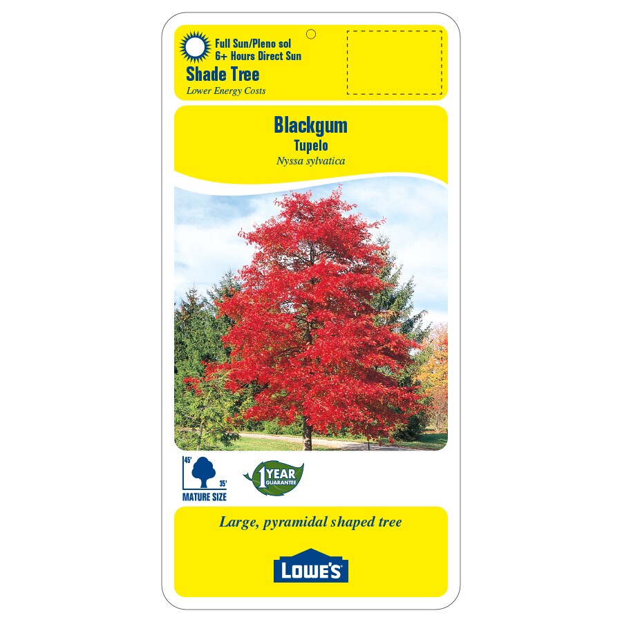 Lowe's 3.25-Gallons Shade Blackgum In Pot (With Soil) in the Trees ...