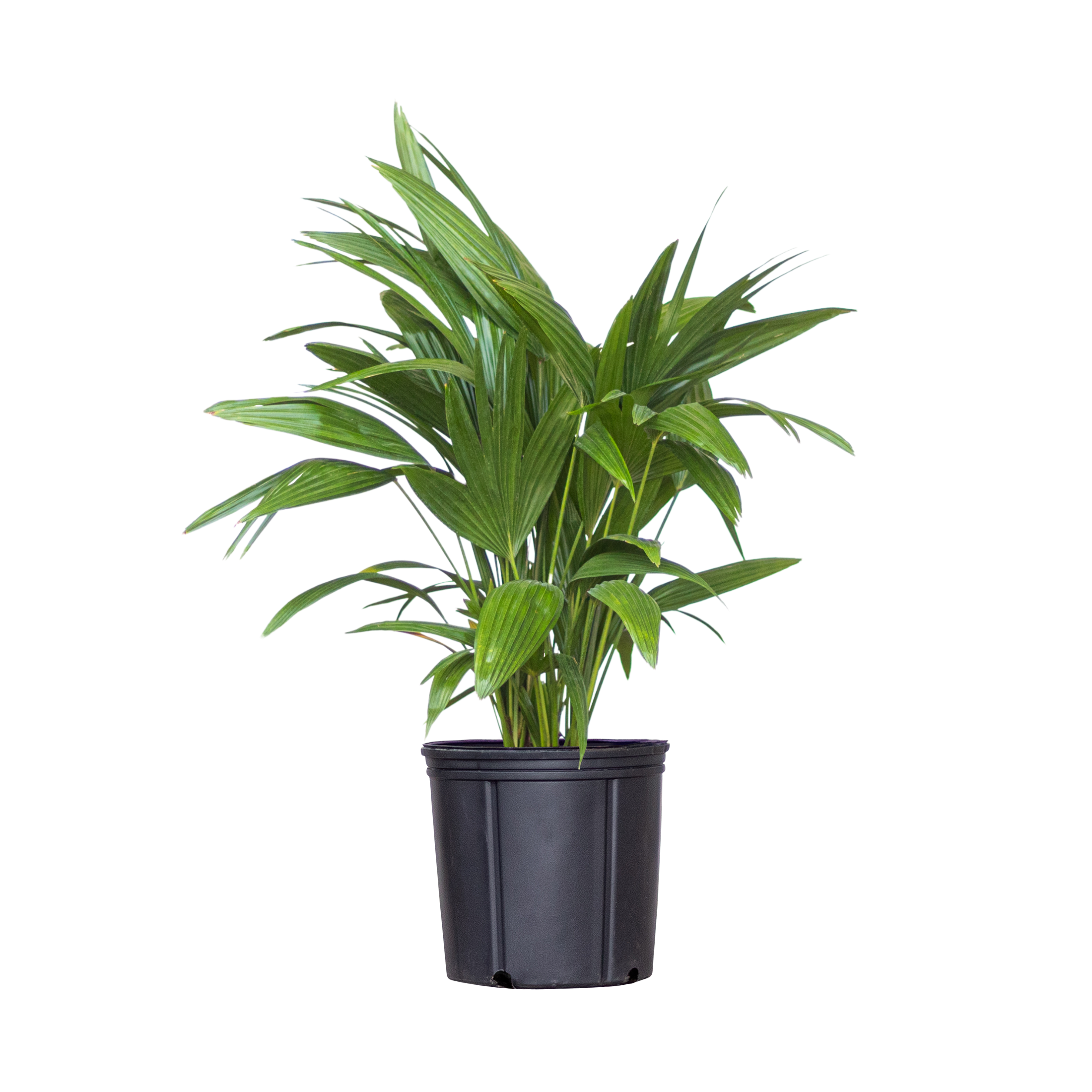 United Nursery 72765 Fan Palm House plant in 10 Inch(es) Pot 1.0 -Pack