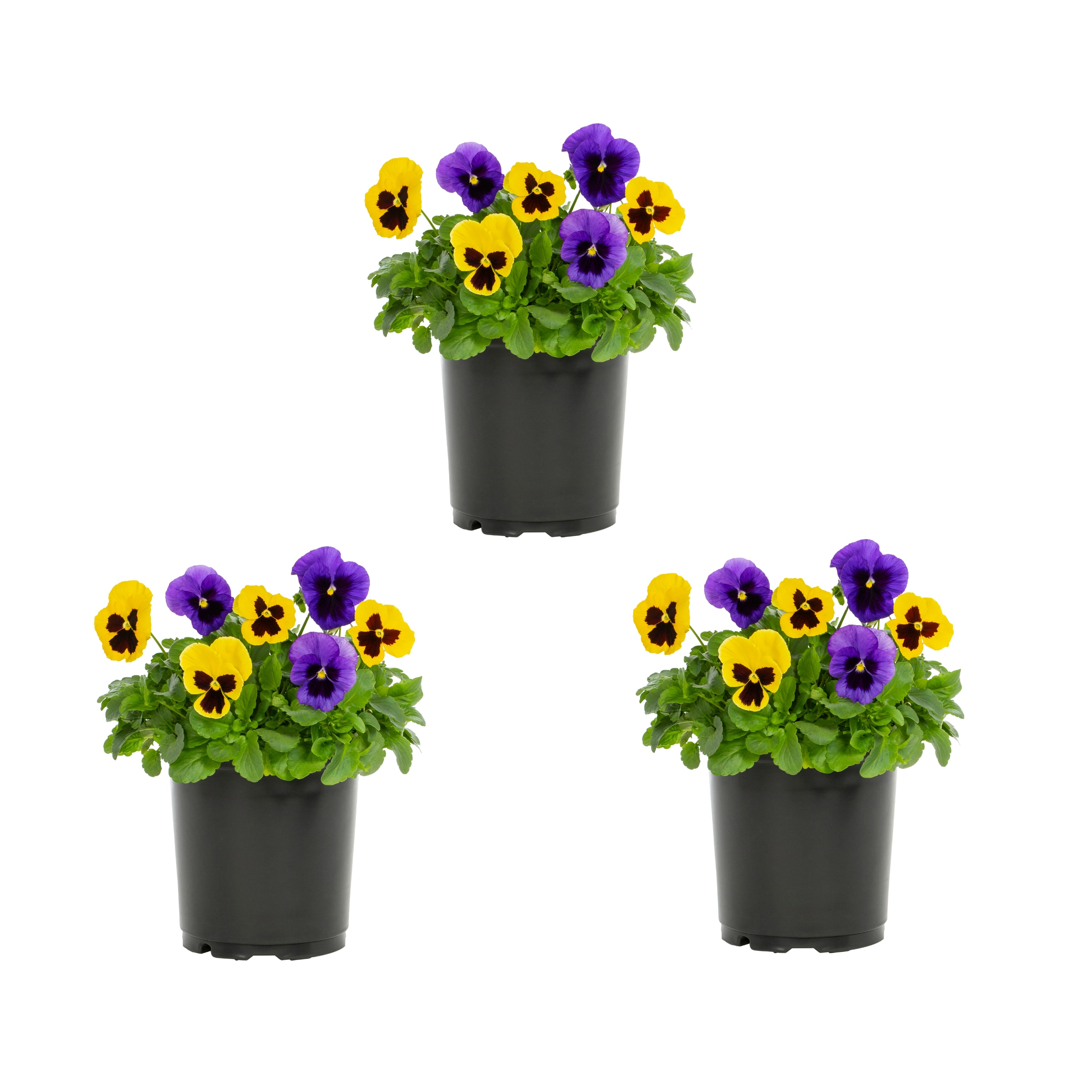 Lowe's Multicolor Pansy in 2.5-Quart Pot in the Annuals department