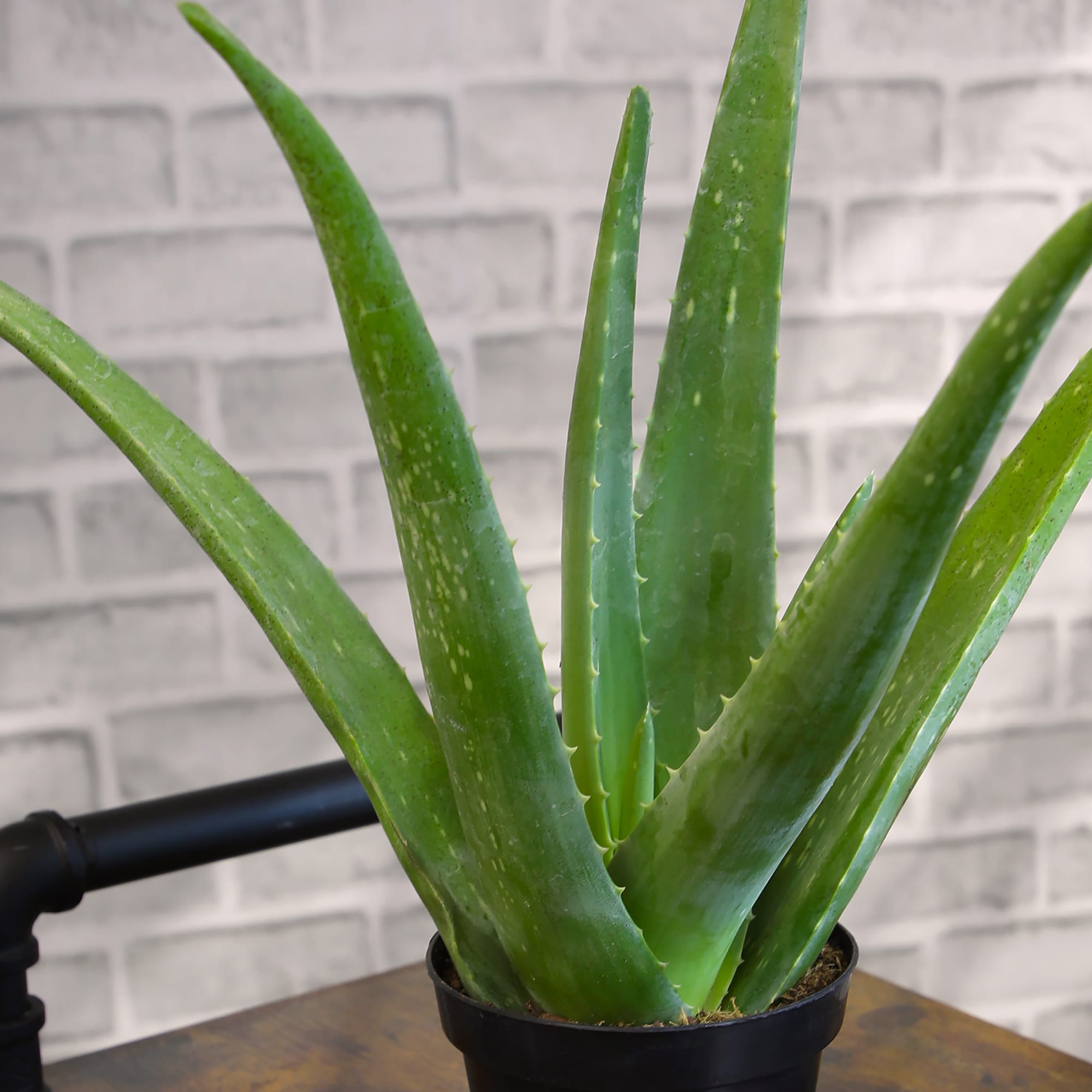 Altman Plants 0881032 Cacti-Succulents - View #9