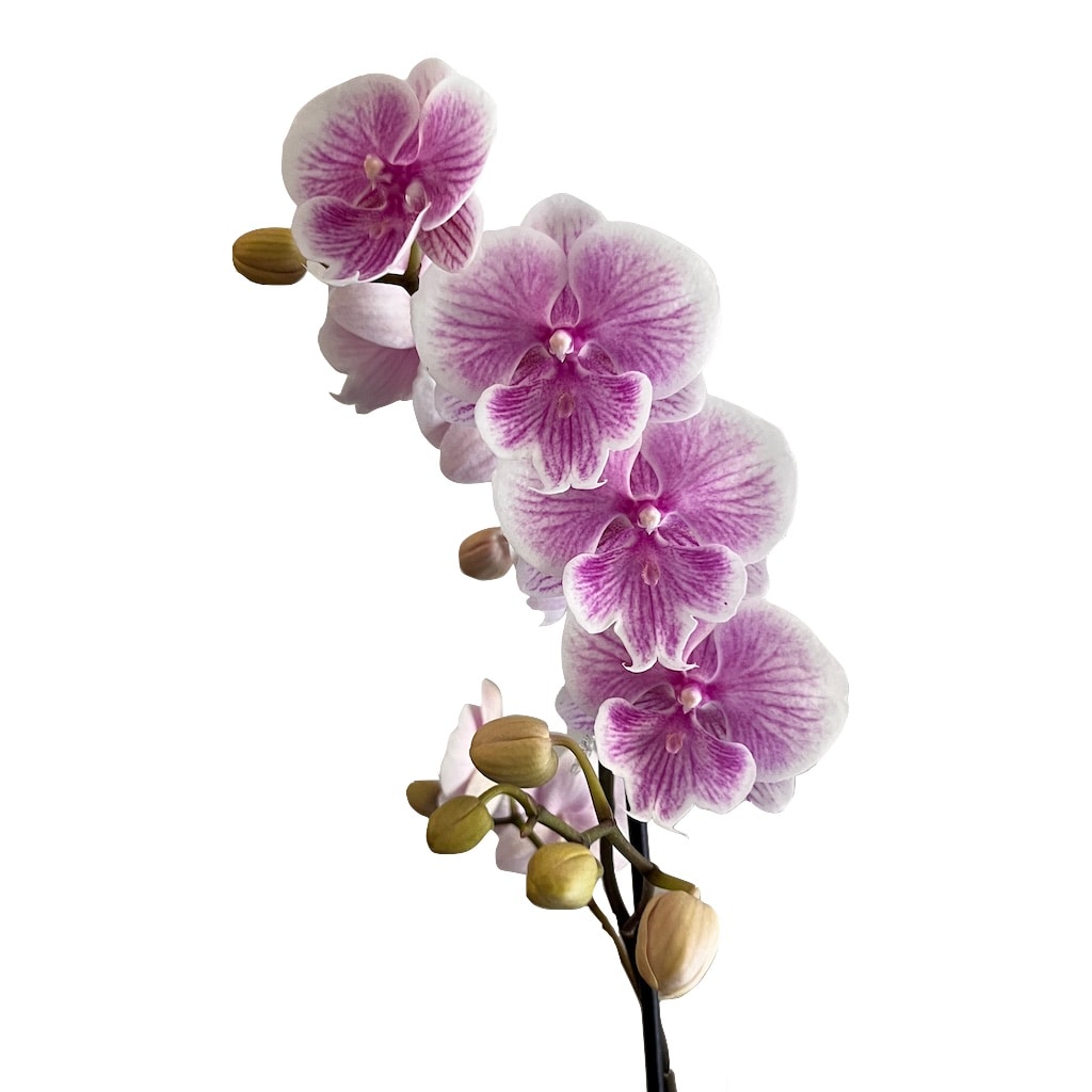 Gubler MOA hseplants - View #3