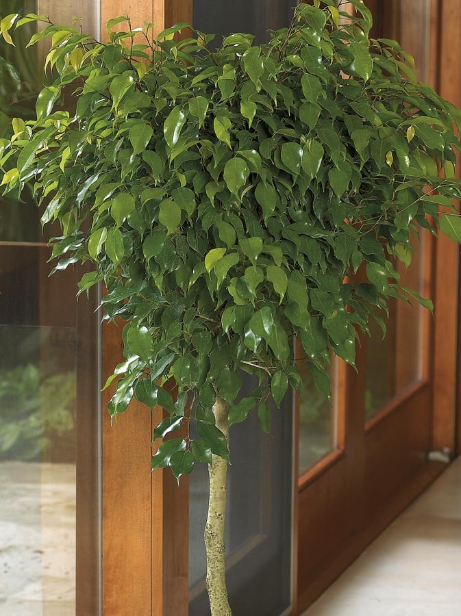 Lowe's Benjamina Ficus House Plant in the House Plants department at ...