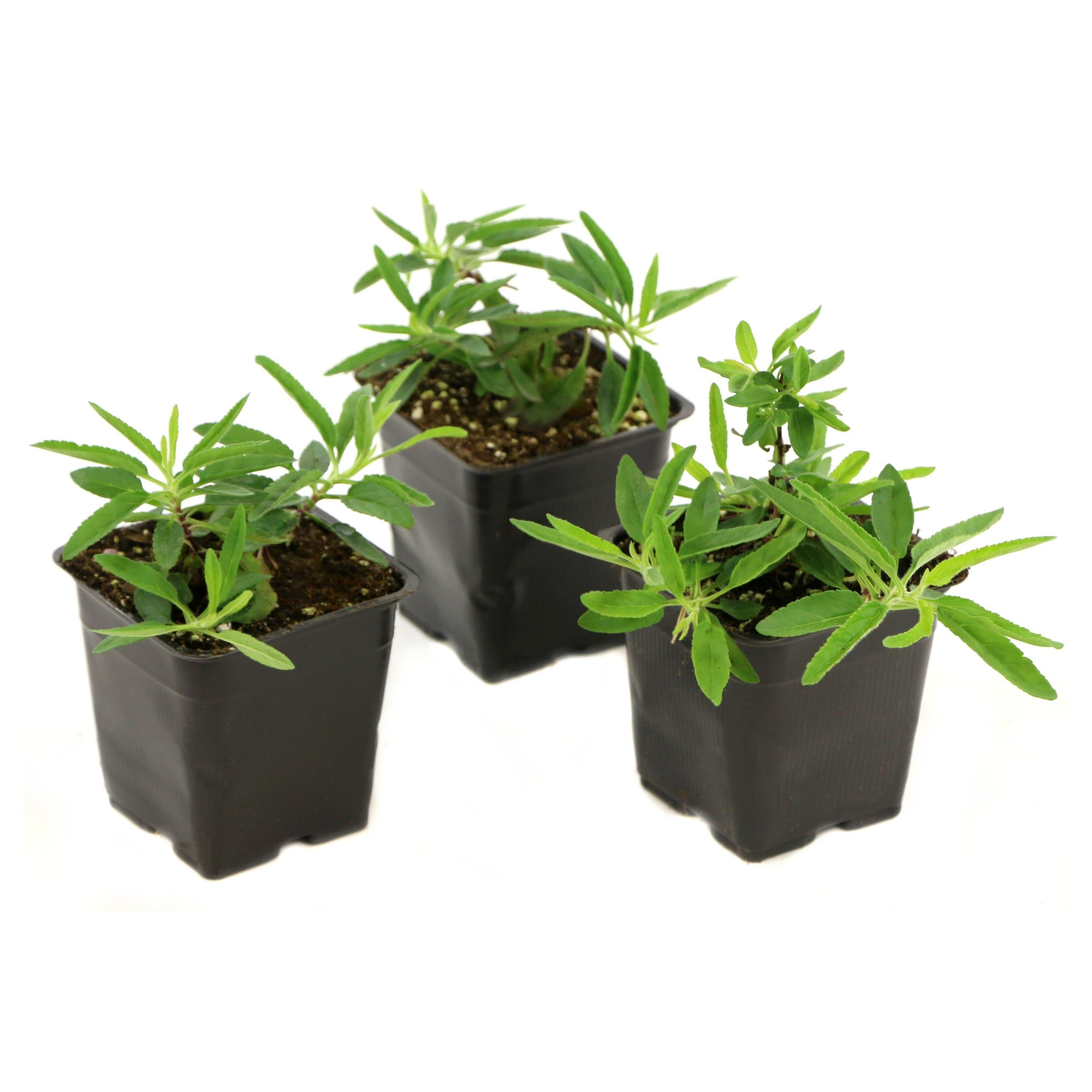 National Plant Network LW2209 perennials - View #9