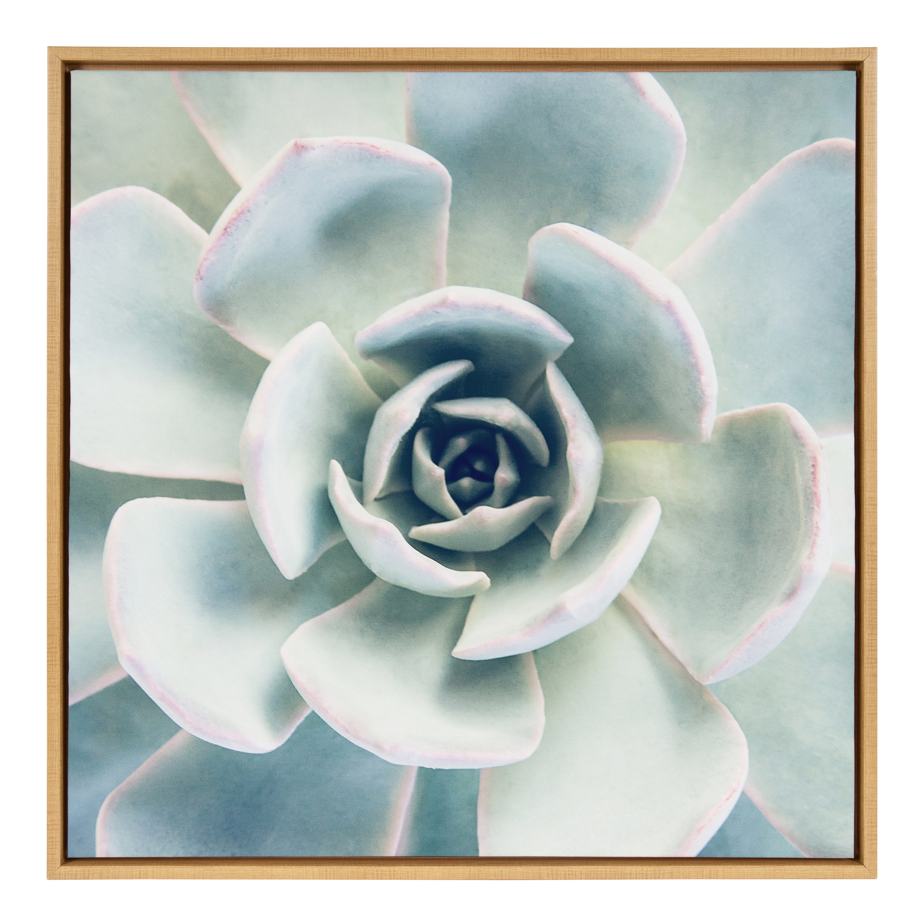Kate and Laurel 215850 Succulent 7 F21Images Light Brown Framed 30-in H x 30-in W Botanical Print on Canvas