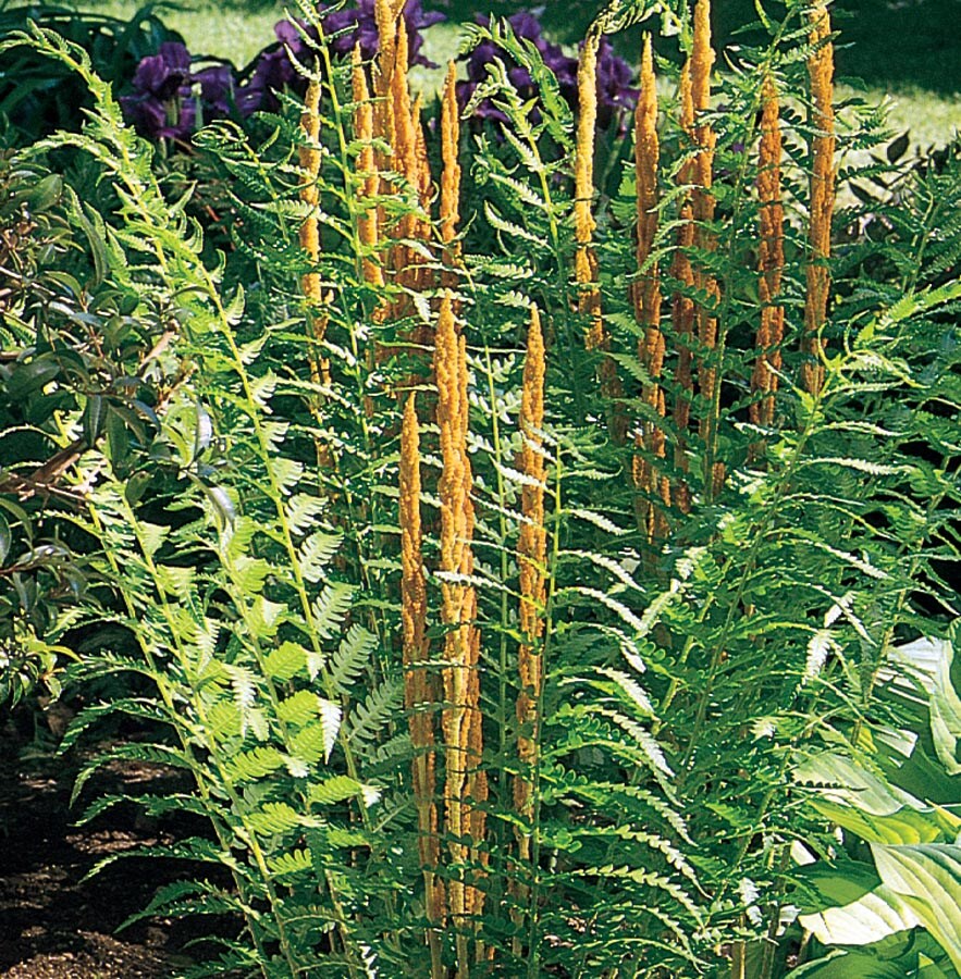 Lowe's NURSERY Cinnamon Fern Plant in 2.5-Quart Pot