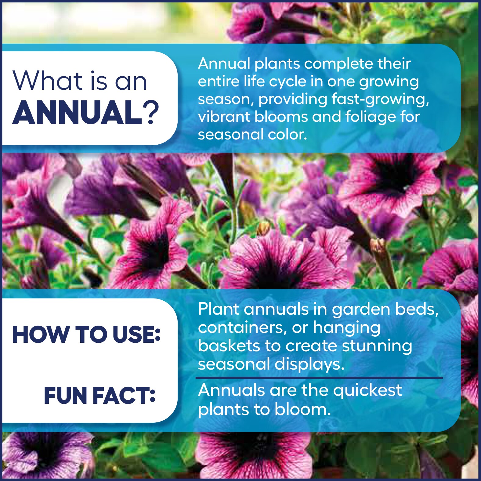 Lowe's 5483727 annuals - View #3