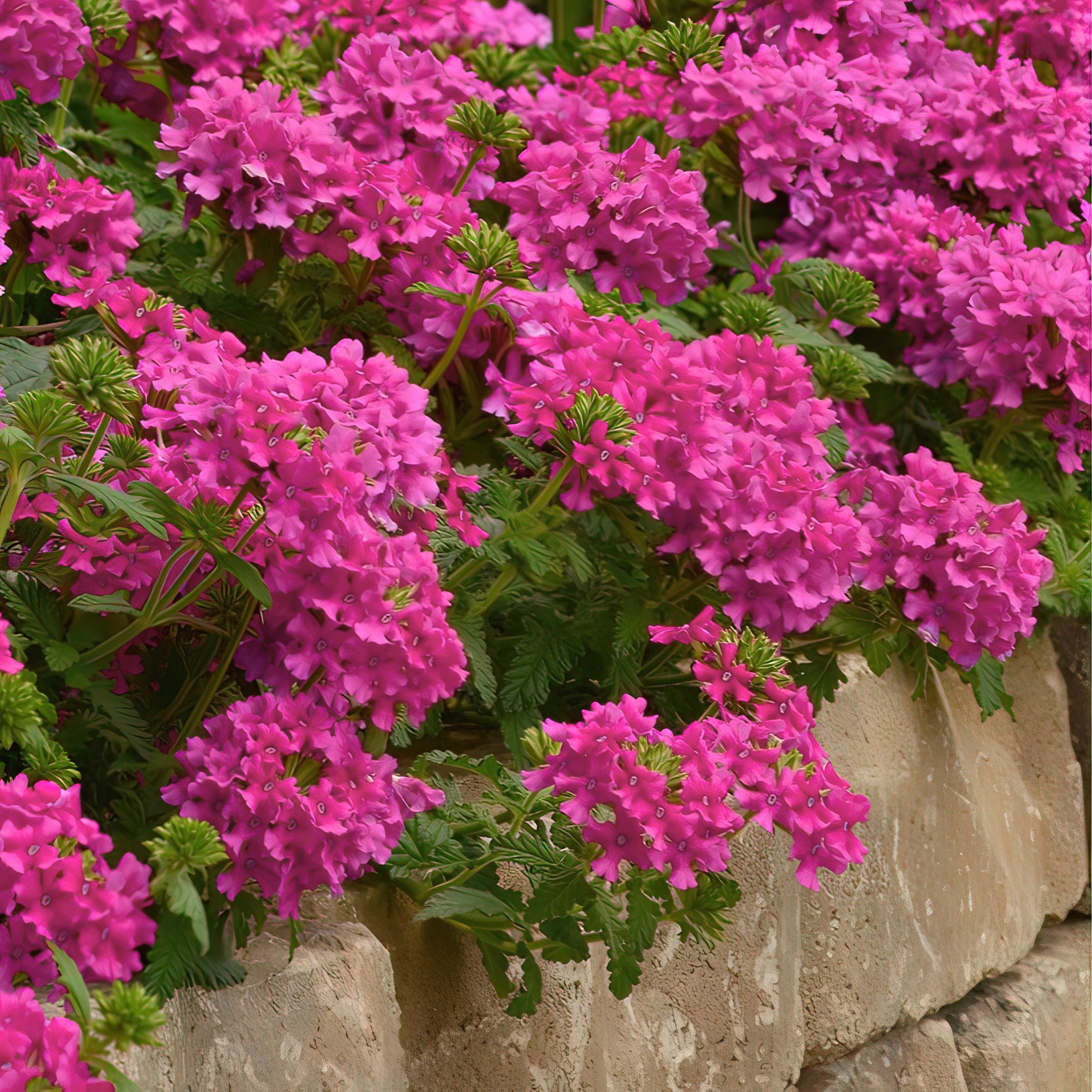 National Plant Network LW2189 annuals - View #6