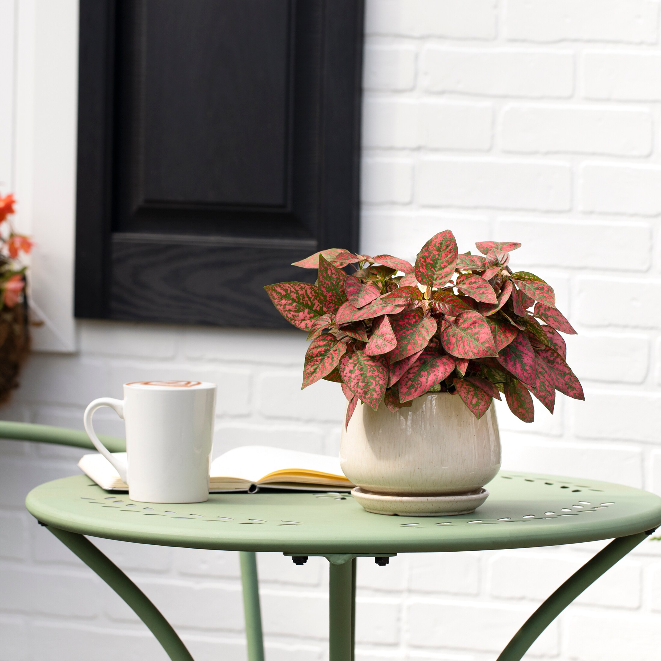 Metrolina Greenhouses 78823 annuals - View #4