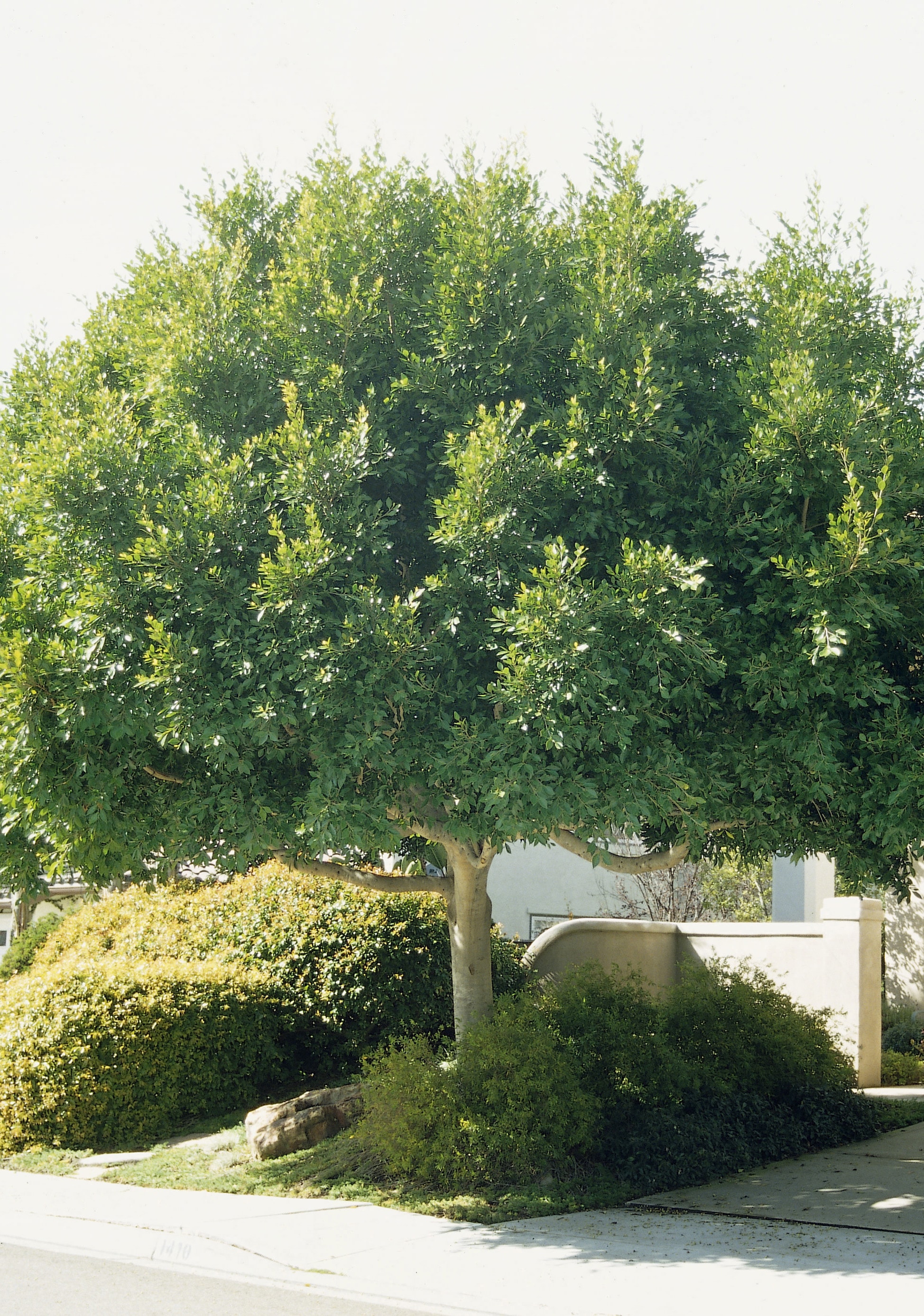 10.25-Gallon Feature Indian Laurel Tree In Pot Soil) in the Trees department at Lowes.com