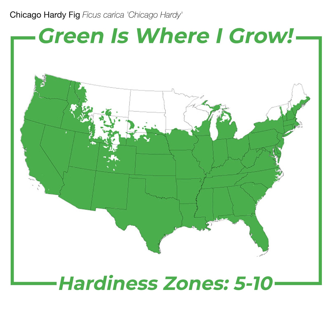 Perfect Plants LOCHICAGOHARDYFIG3G trees - View #3