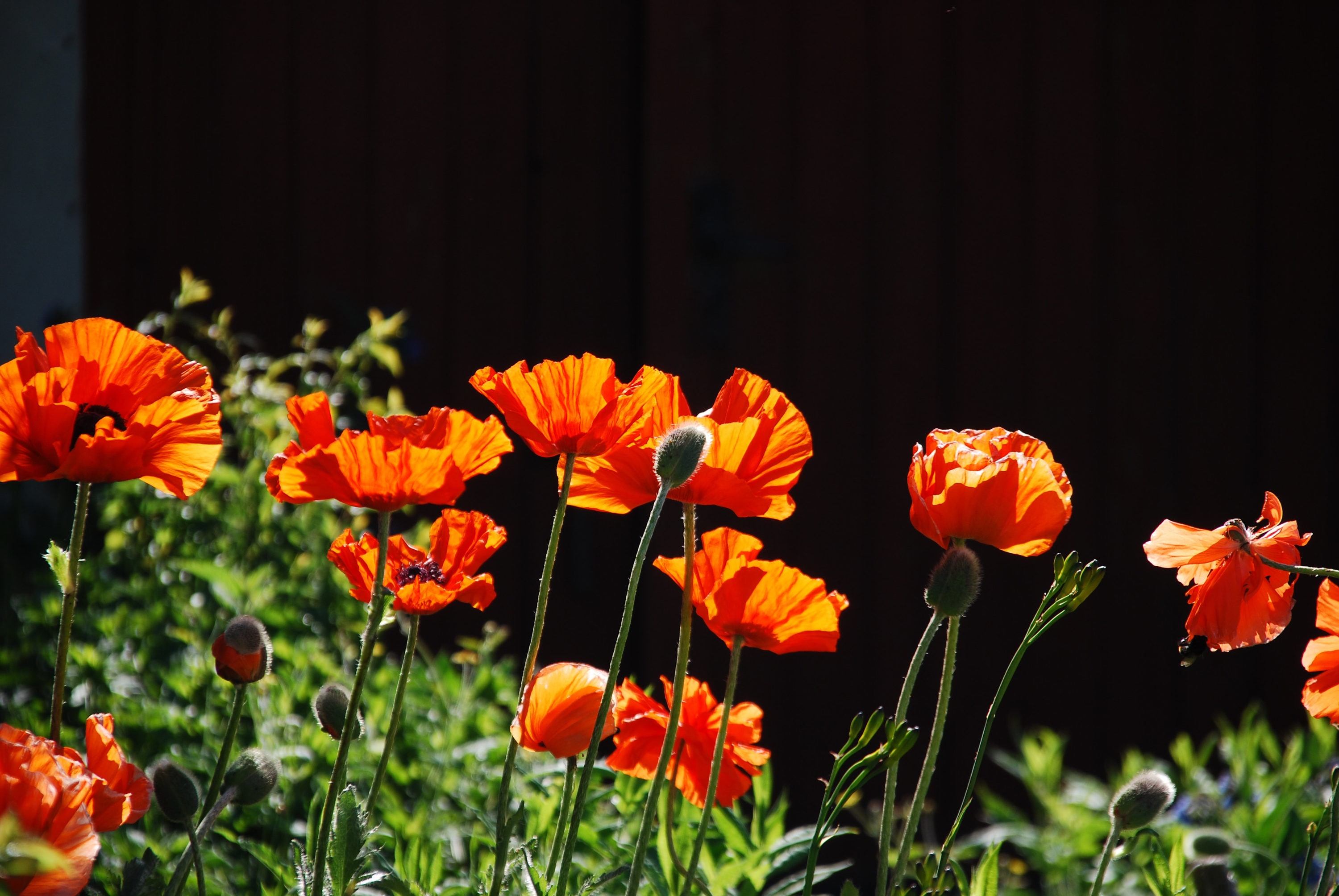  1393 perennials - View #2