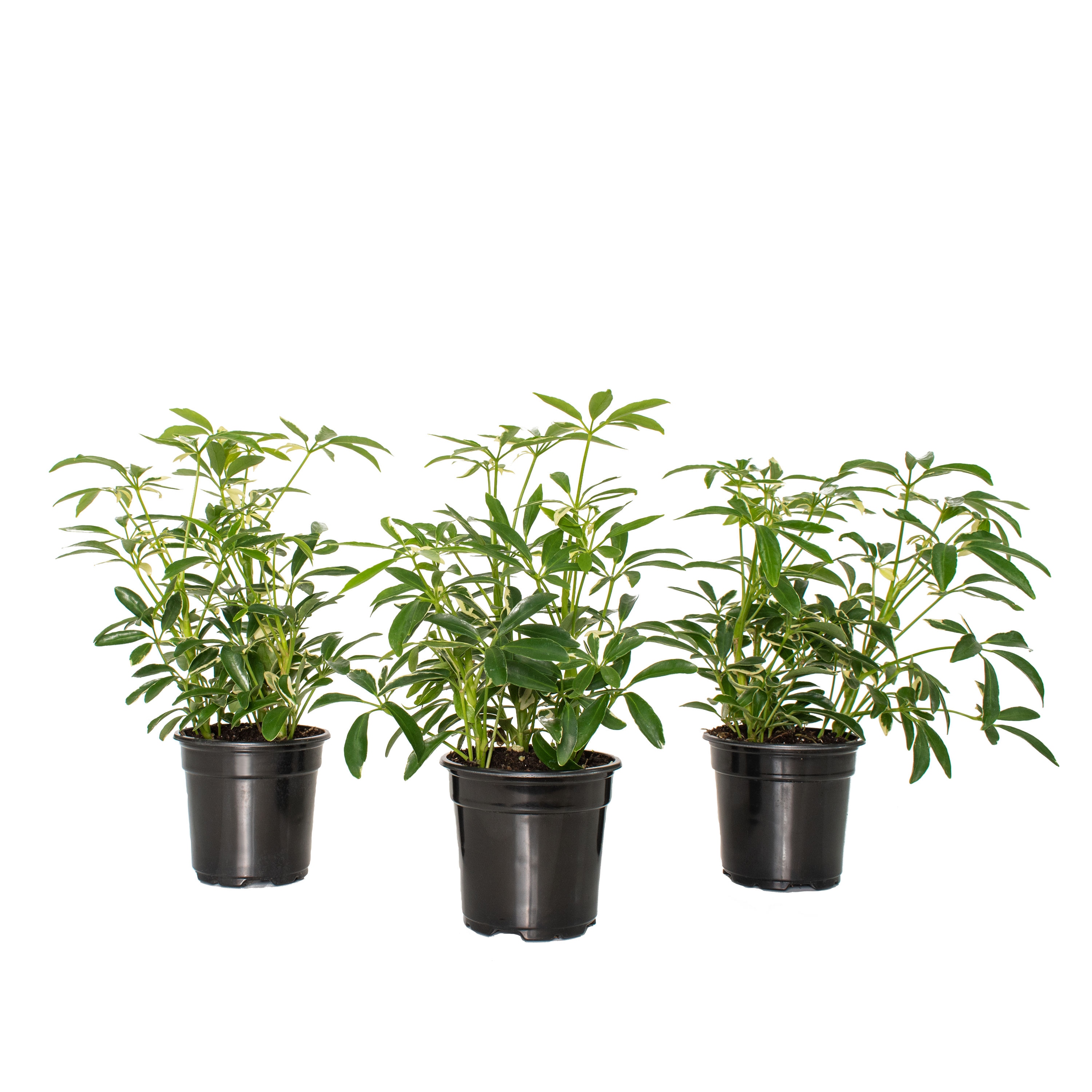 National Plant Network LW1372 Variegated Schefflera House Plant in 3-Pack Pot