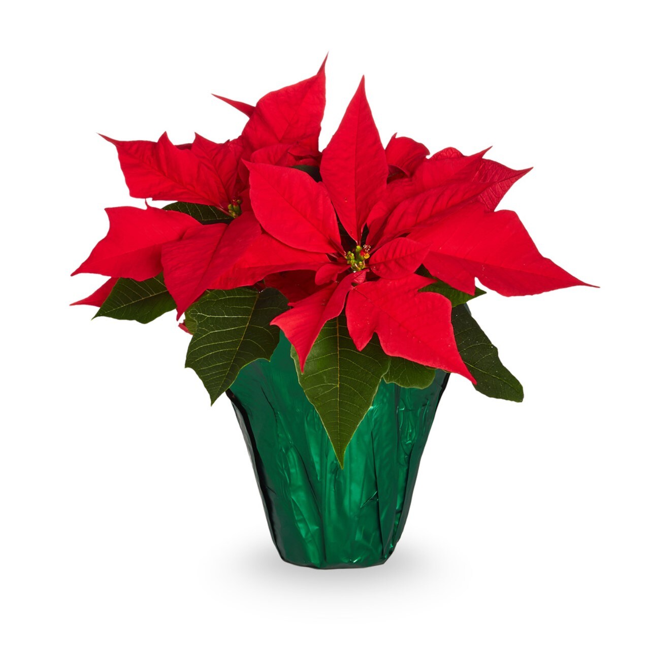 Red Poinsettia in 1Quart Pot in the Annuals department at