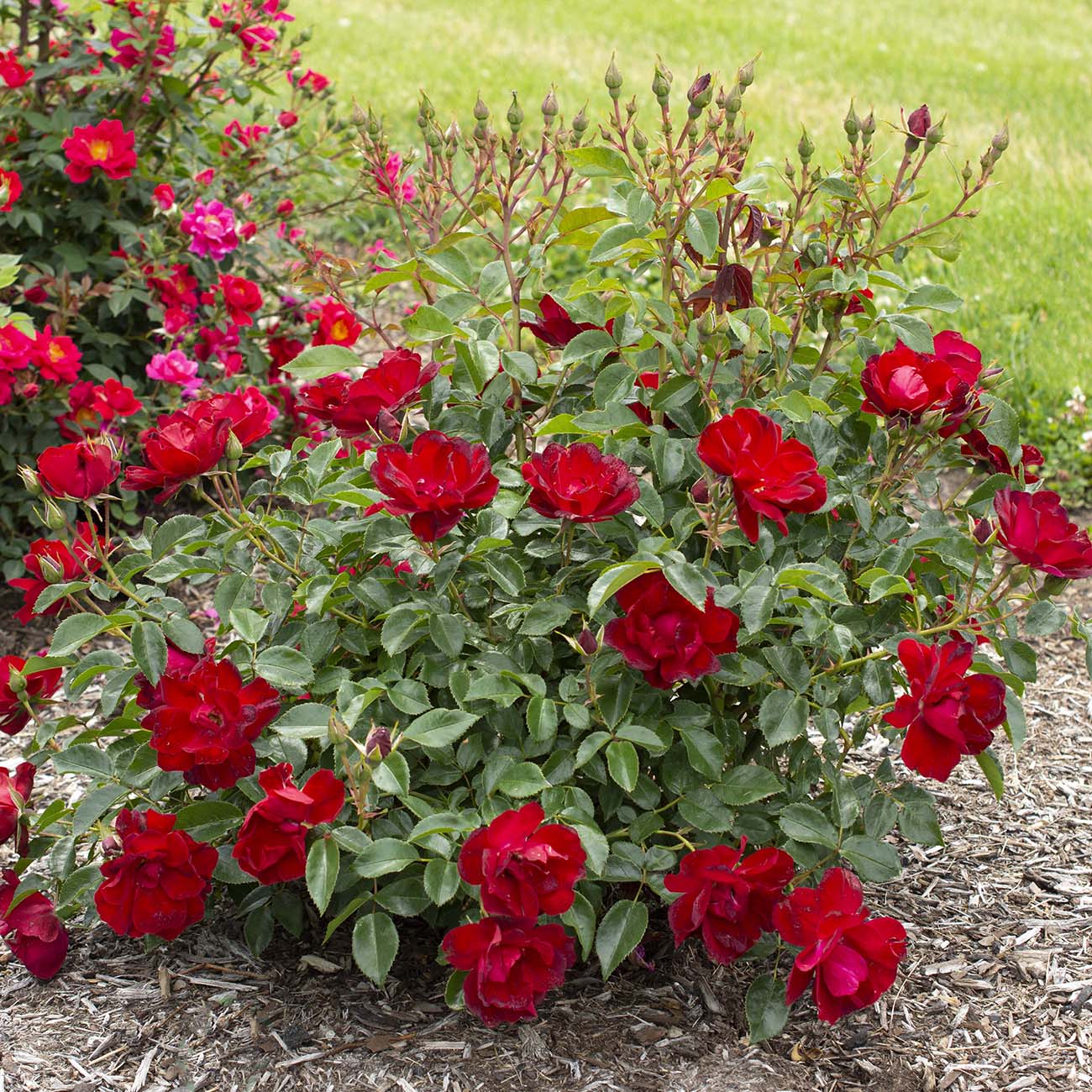Van Zyverden 84601 roses - View #3