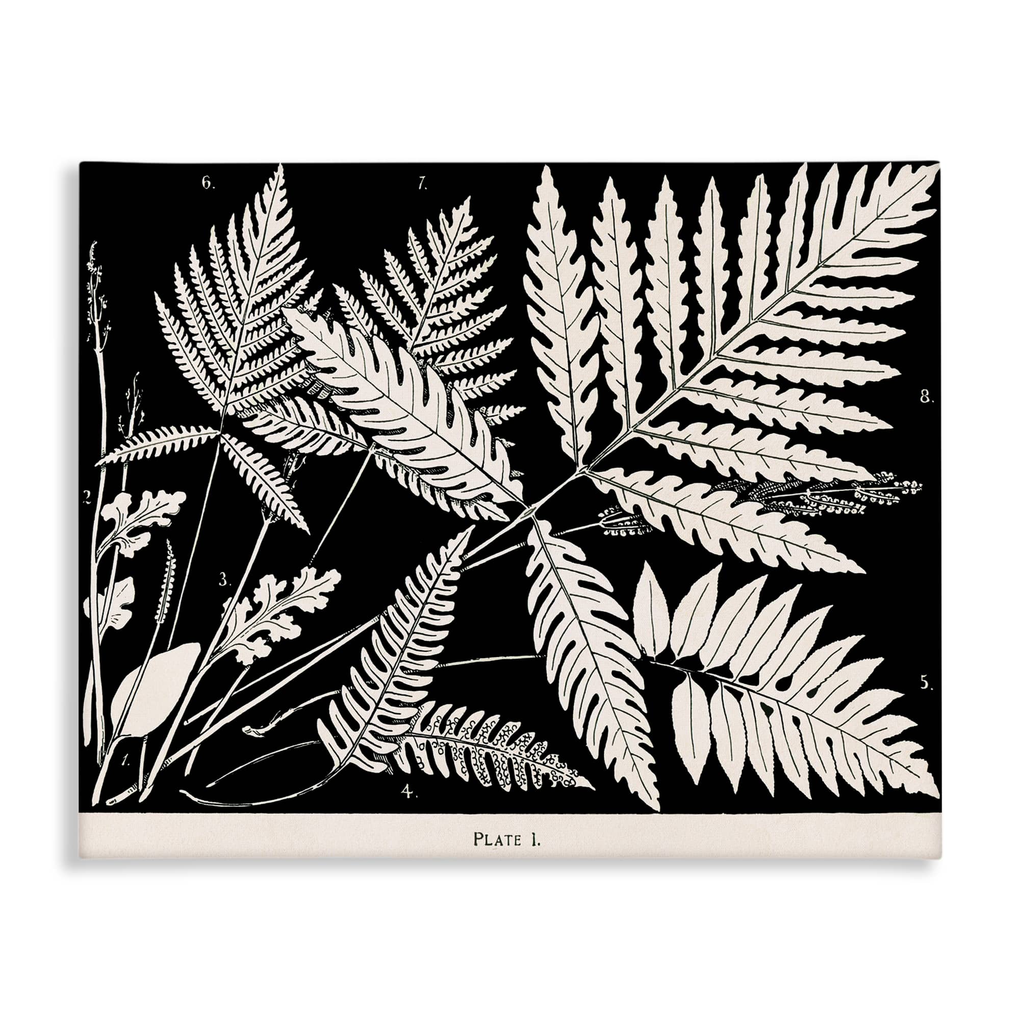 Stupell Industries BT-462-CN-24X30 Overlapping Ferns on Black Canvas Wall Art By Phillipa Katz 30 x 24