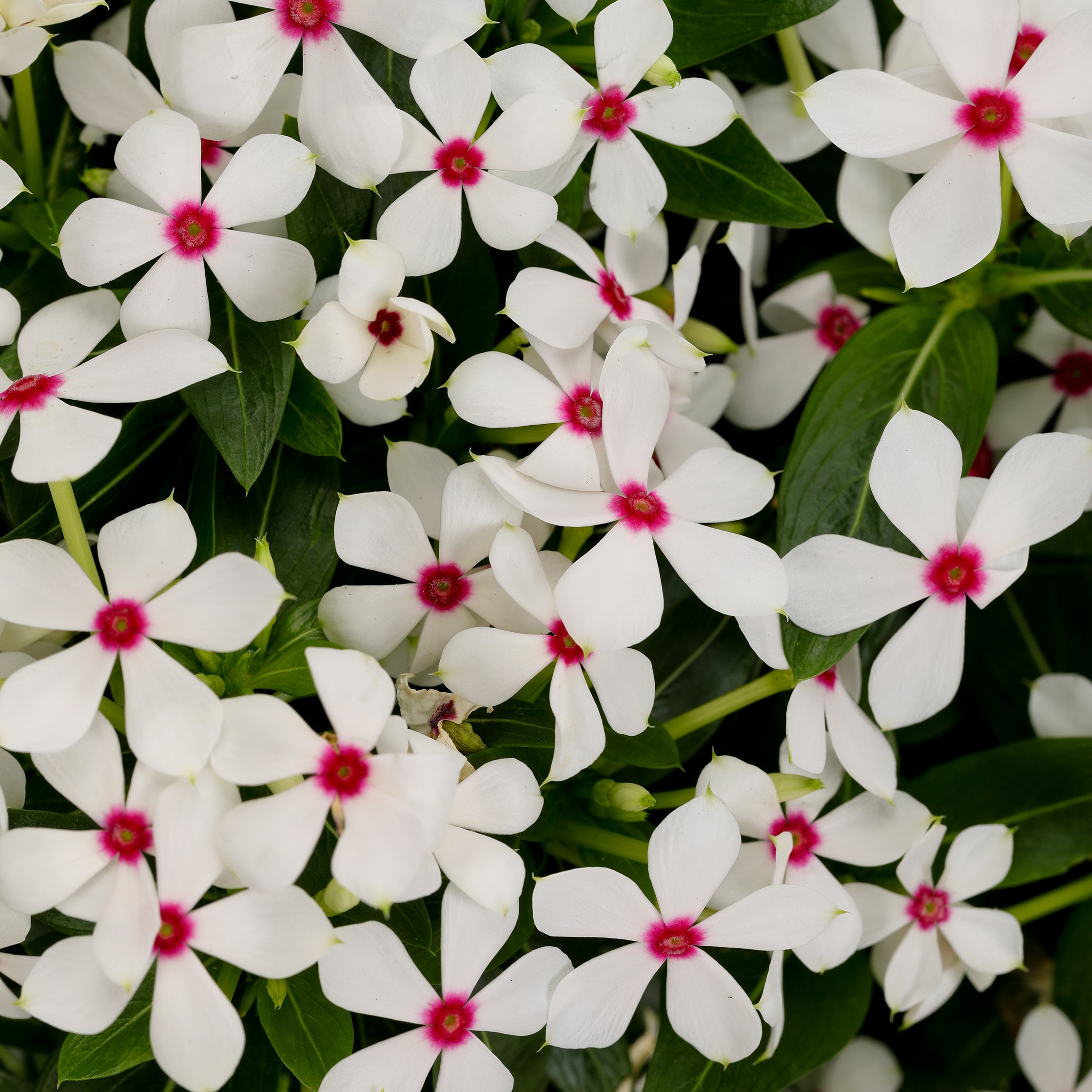 White Vinca Flower