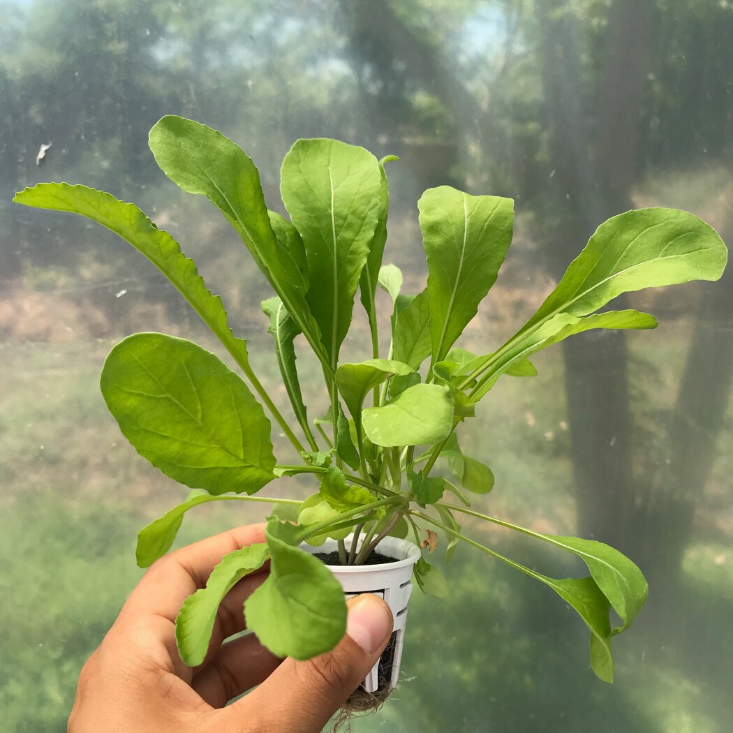 Lettuce Grow SO-SV-6-107603 Vegetable-Plants - View #11