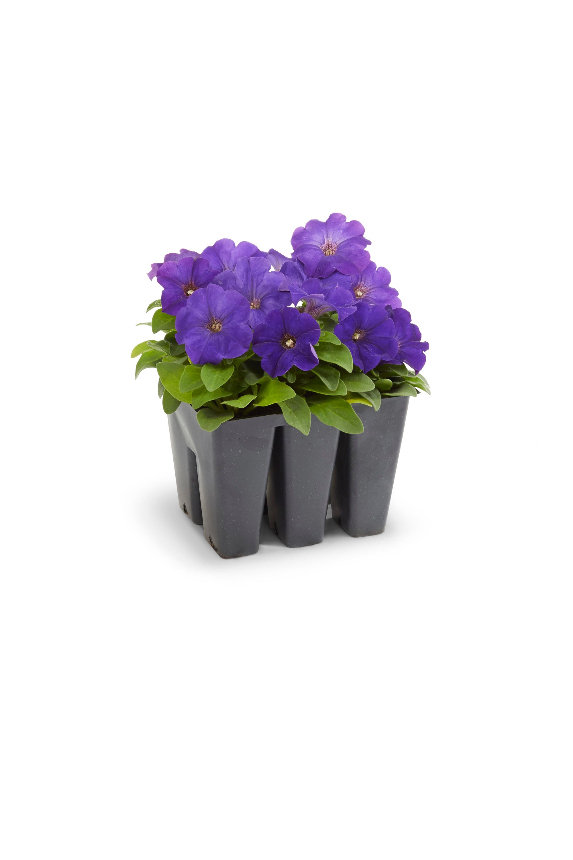 Lowe's Multicolor Petunia in 6-Pack Tray in the Annuals department at ...