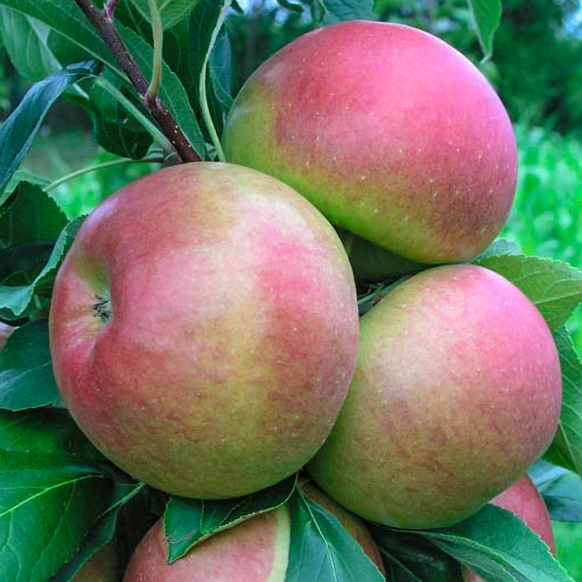 Lowe's 3.25-GAL Pink Lady Apple Tree - Sweet, Crisp Fruit - Full Sun -  Perfect for Fresh Eating in the Fruit Plants department at