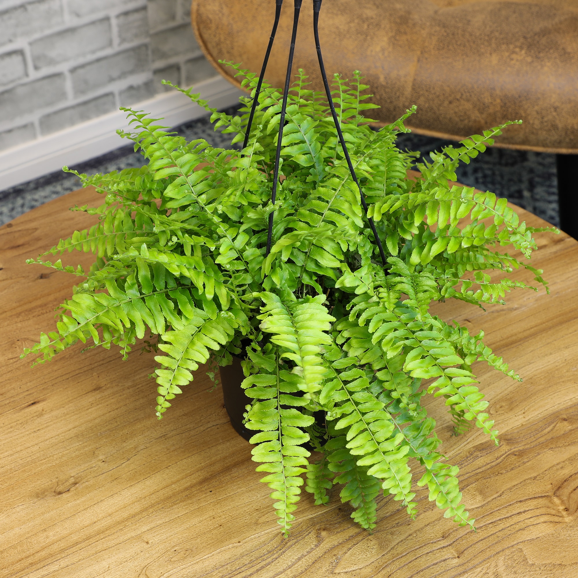 Altman Plants 0872780 hseplants - View #3