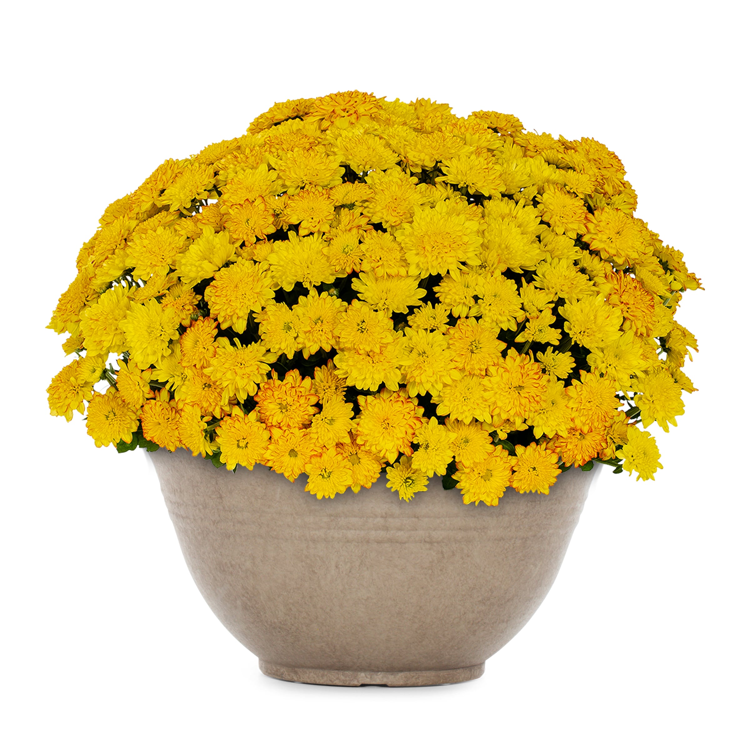 Proven Winner NURSERY annuals - View #3