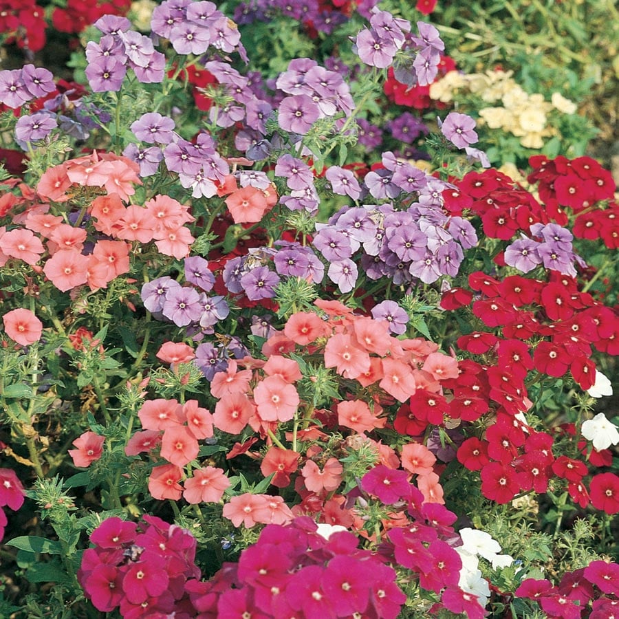 Lowe's NURSERY Multicolor Phlox in 6-Pack Tray