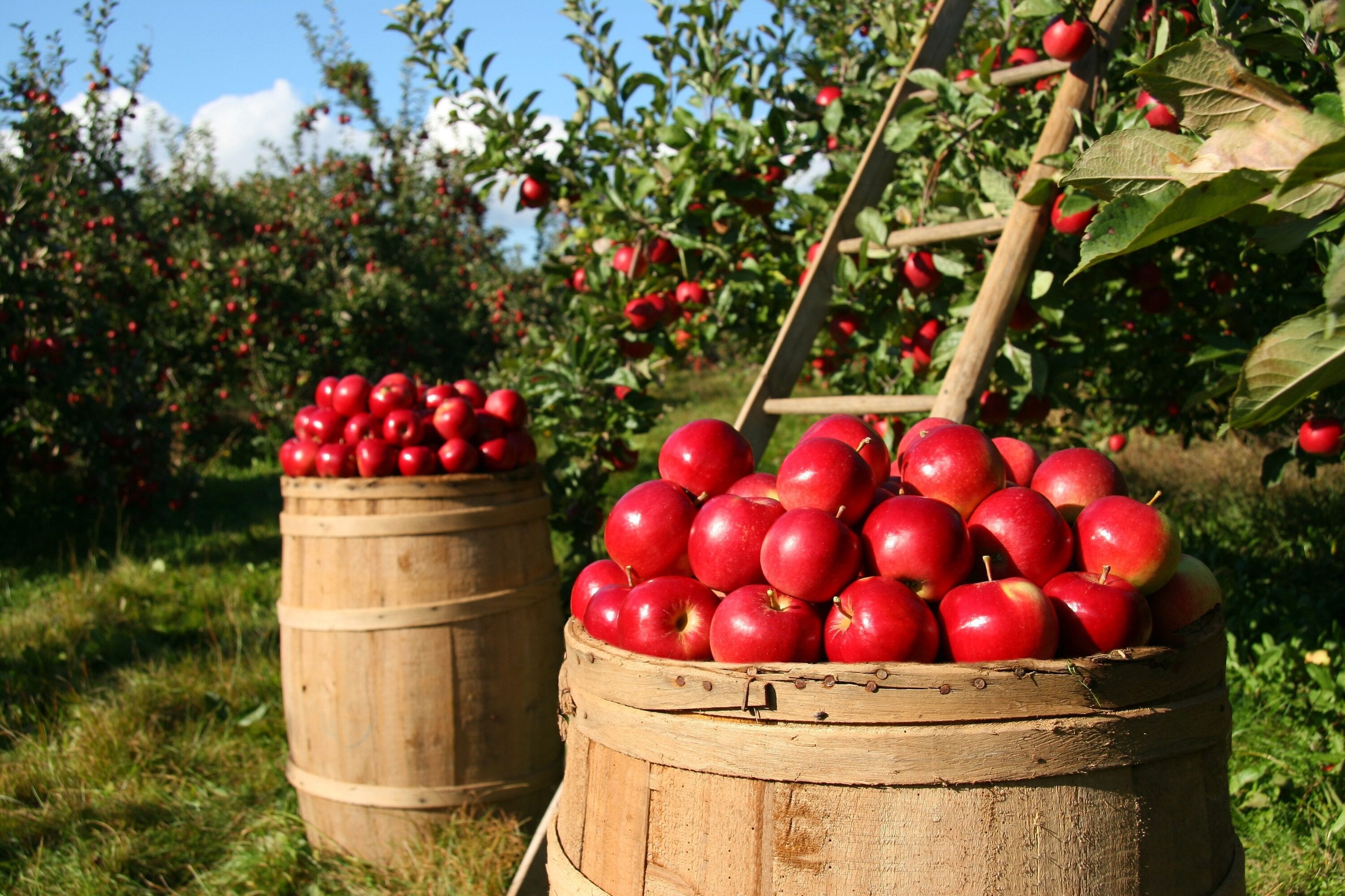 Online Orchards FTAP005 Fruit-Plants - View #2