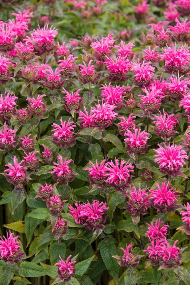 Spring Hill Nurseries 65313 perennials - View #4