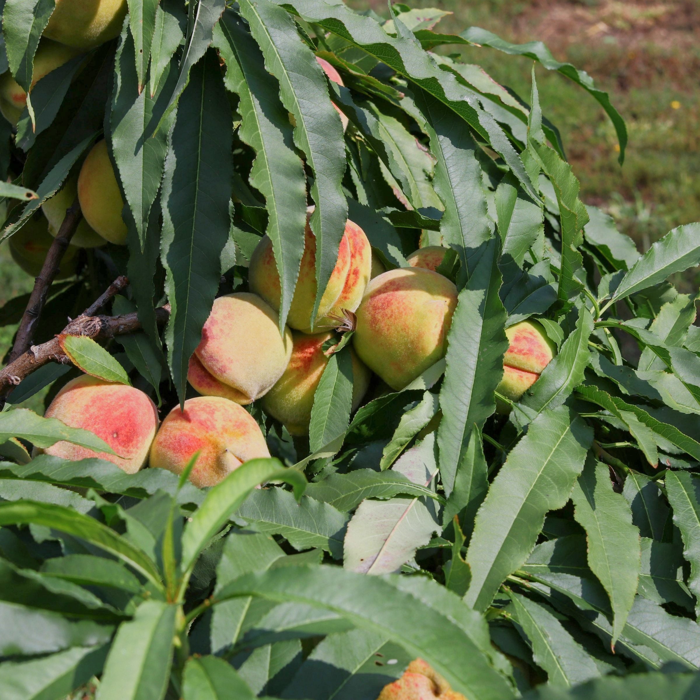 National Plant Network LW2233 1 -Pack Peach Plant in Bareroot Spring