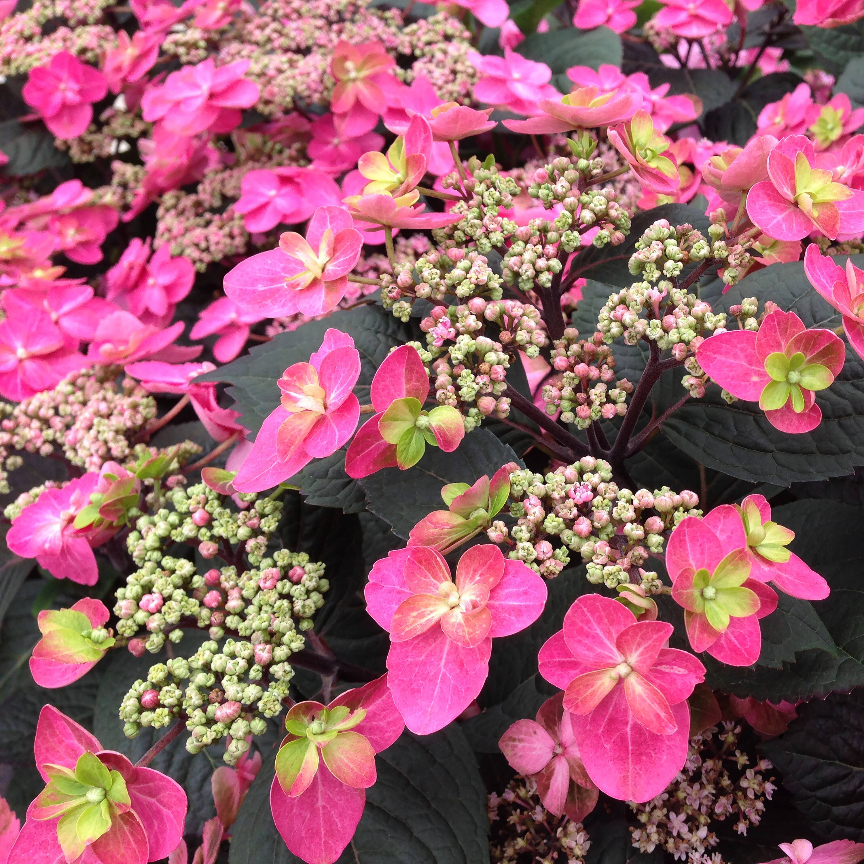 Proven Winners HYDPRC3126101 Tuff Stuff Red Mountain Hydrangea (Serrata) Flowering Shrub in 1 -Gallon Pot with Red Blooms