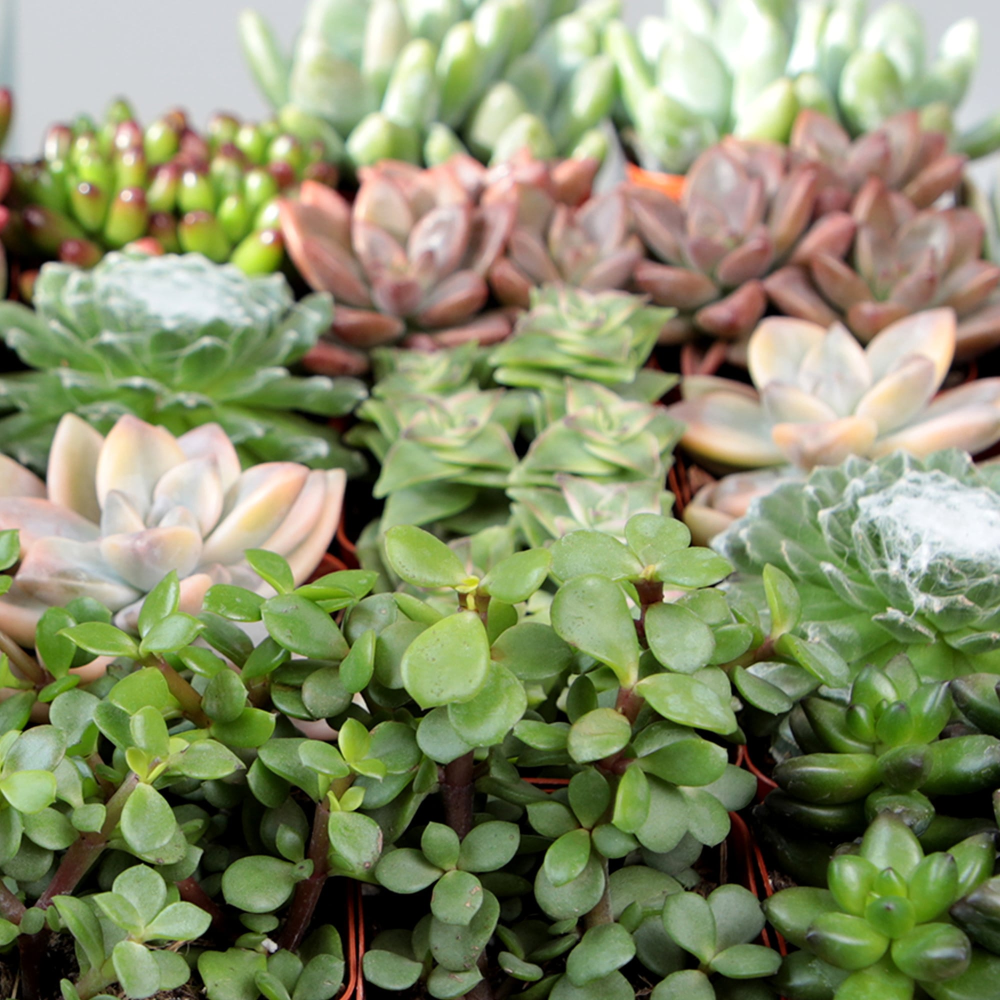 Altman Plants 0881173 Cacti-Succulents - View #4