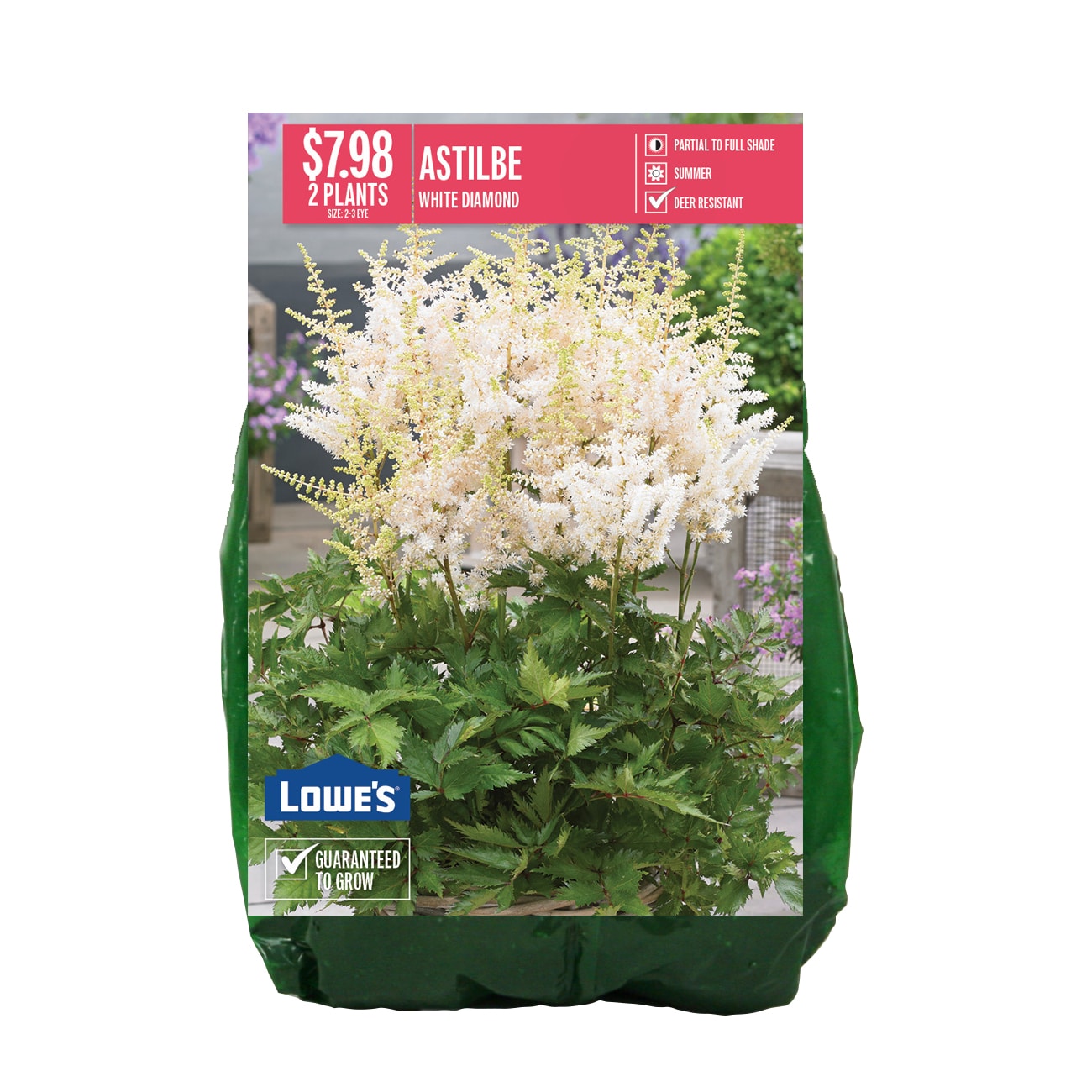  NURSERY ASTILBE WHITE DIAMOND PBS