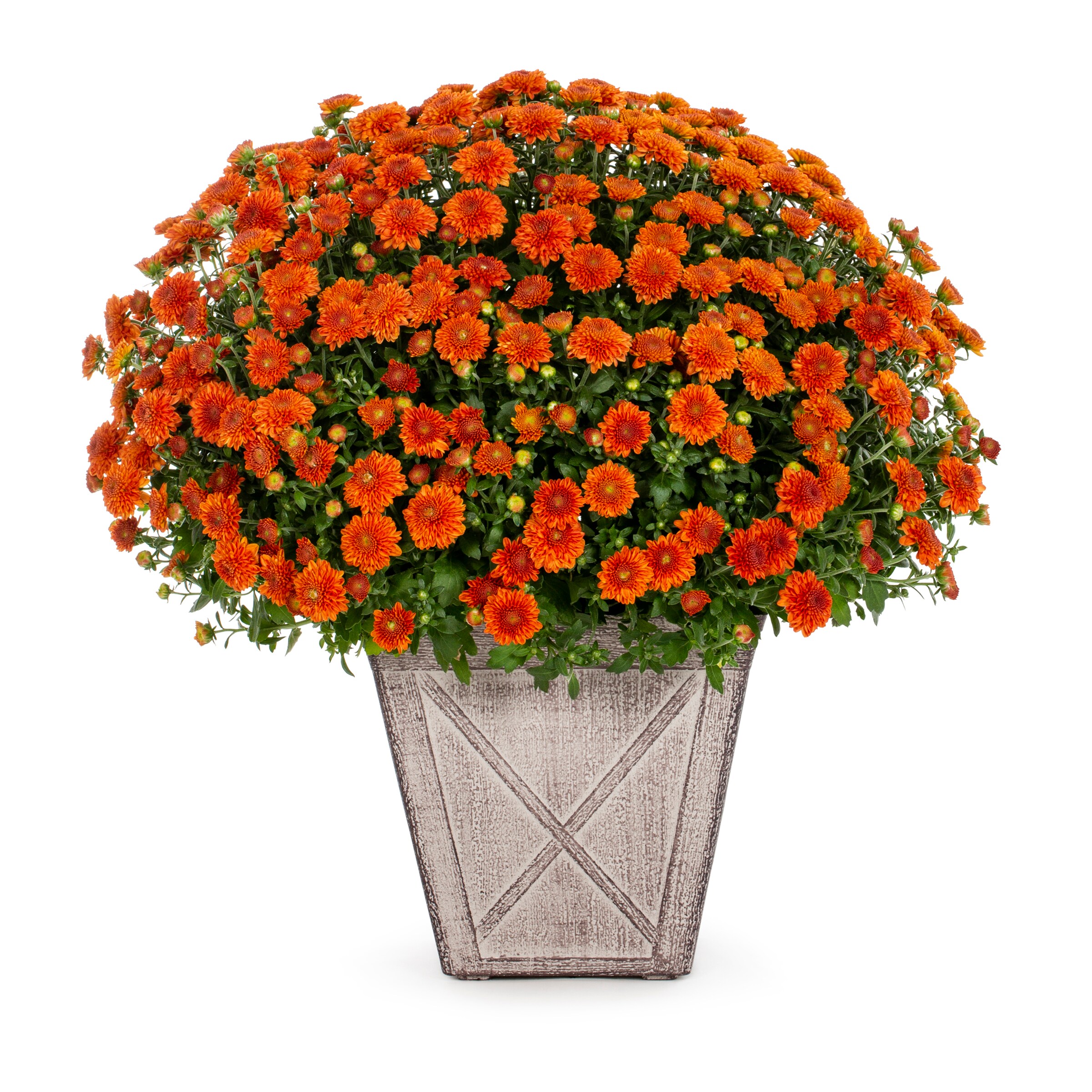 Lowe's Orange Mum in 1-Gallon Planter in the Annuals department at ...