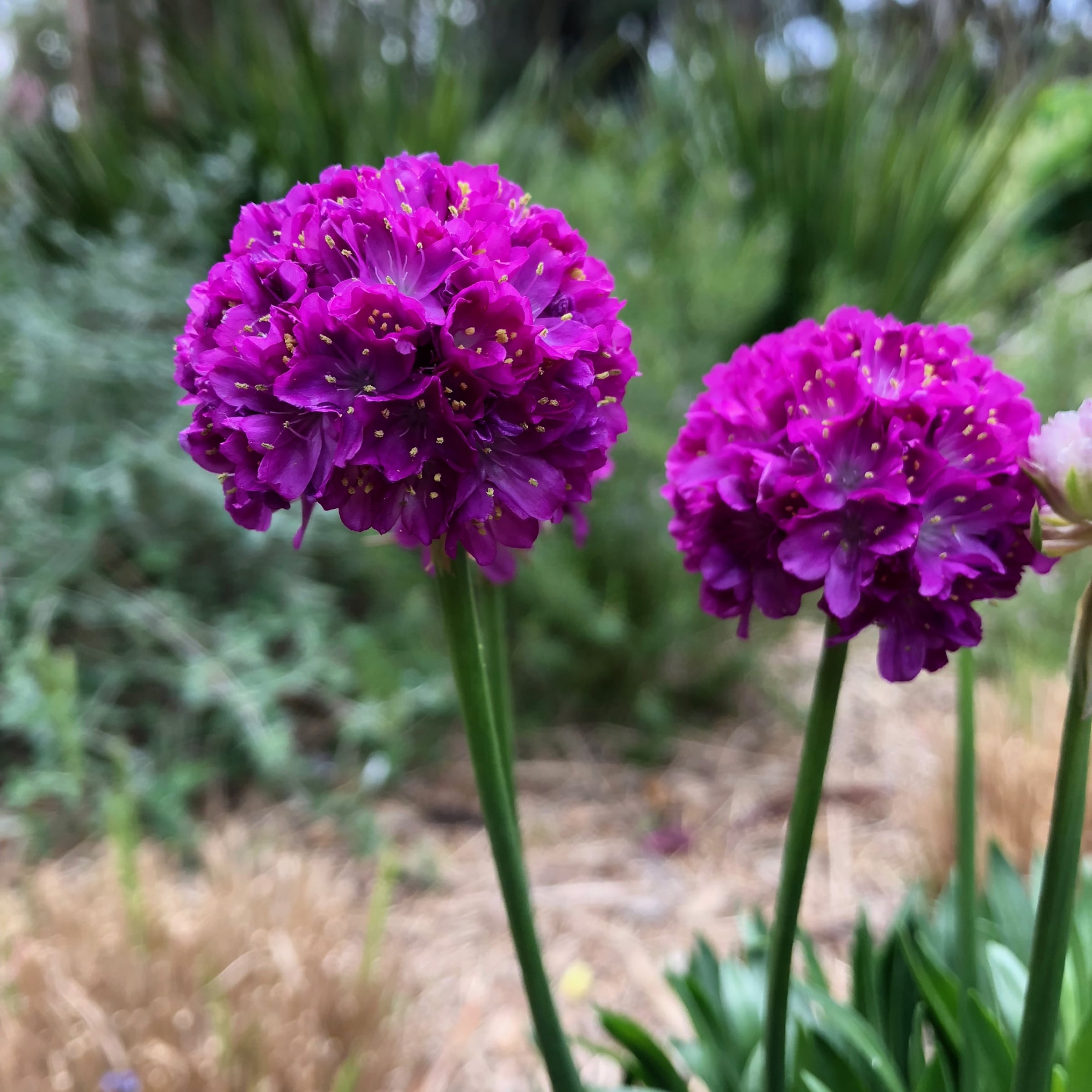 National Plant Network LW1704 Multicolor Sea Thrift Plant in 3 -Pack Pot 3 -Pack