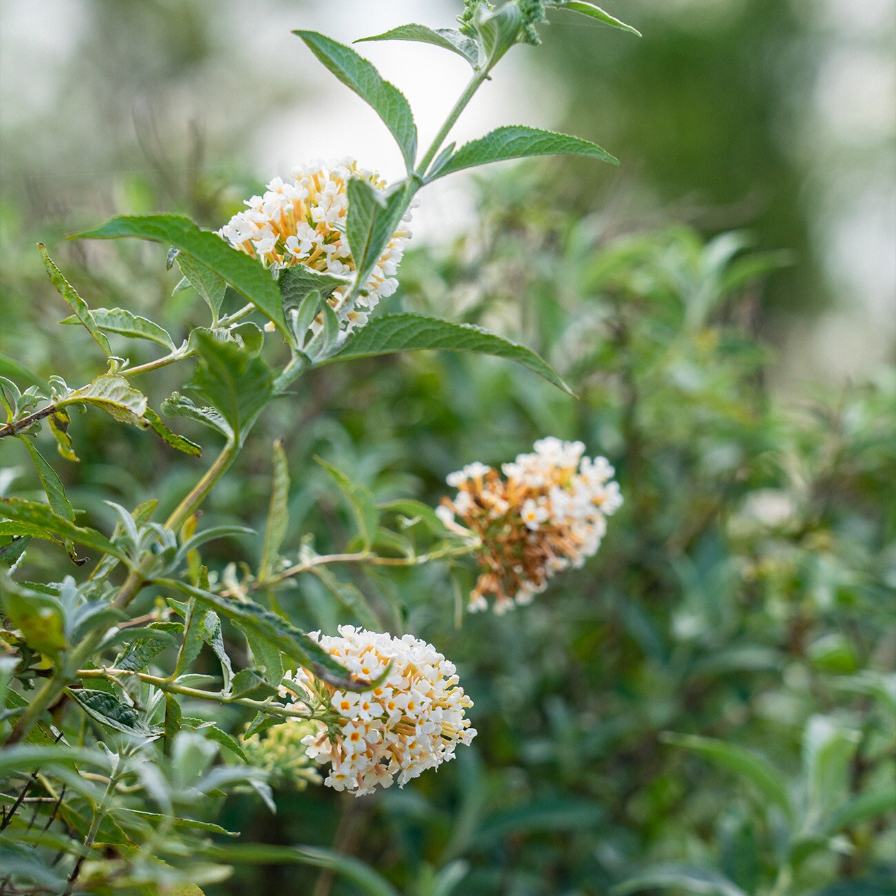 Perfect Plants LOWHITEPROFUSION1G shrubs - View #7