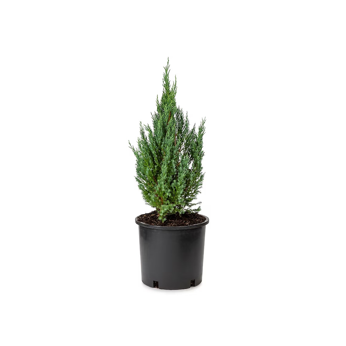 Lowe's NURSERY Chinese juniper  Accent Shrub in 13.35 -Gallon Pot 1 -Pack
