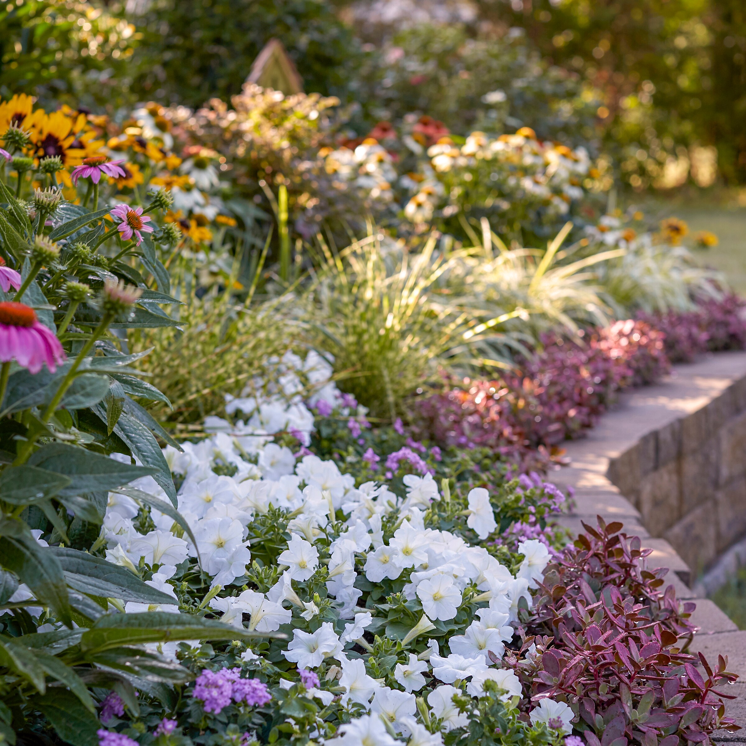 Lowe's NURSERY annuals - View #11
