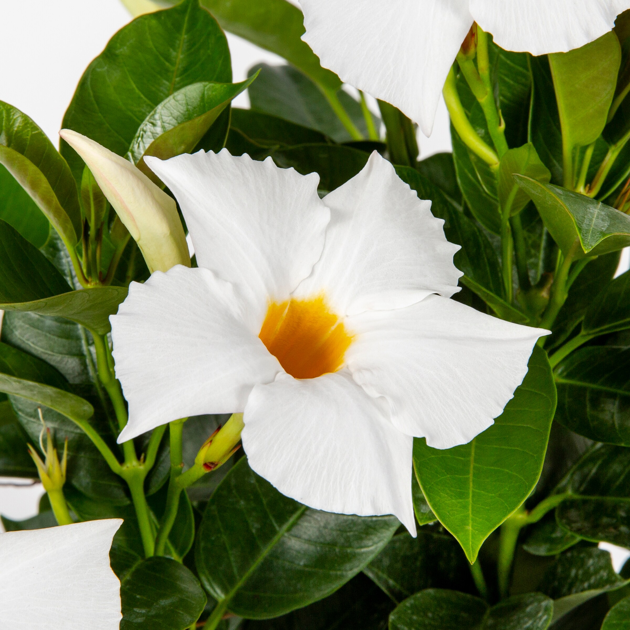 Lowe's Mandevilla in 1-Quart Pot in the Tropical Plants department at