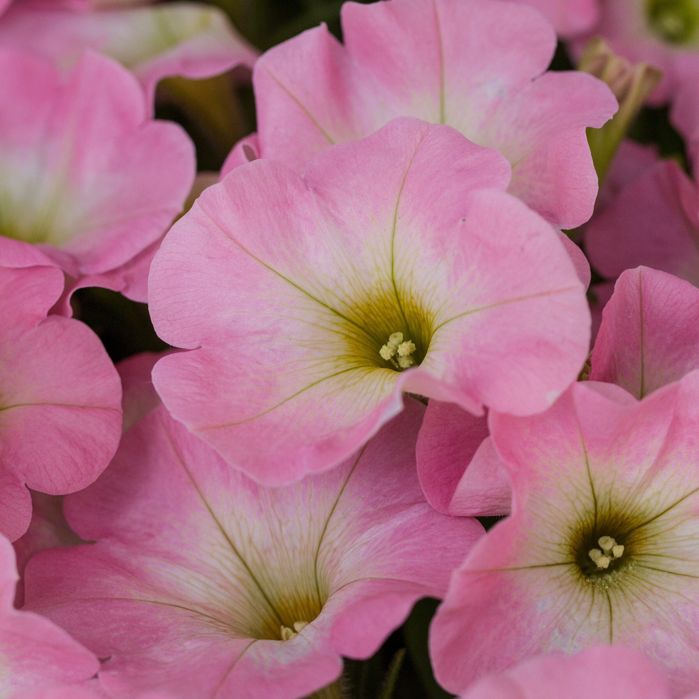 Lowe's NURSERY annuals - View #13