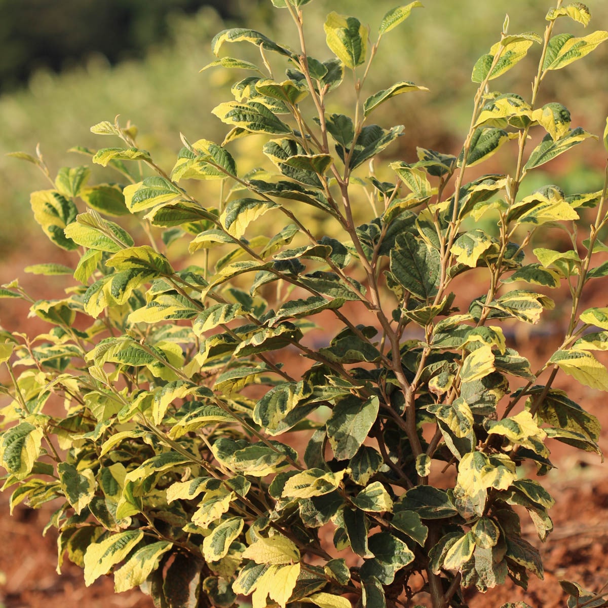 Spring Hill Nurseries 64299 Yellow Flowering Little Prospect Variegated Witch Hazel Flowering Shrub in 1 Pack(s) Bare Root