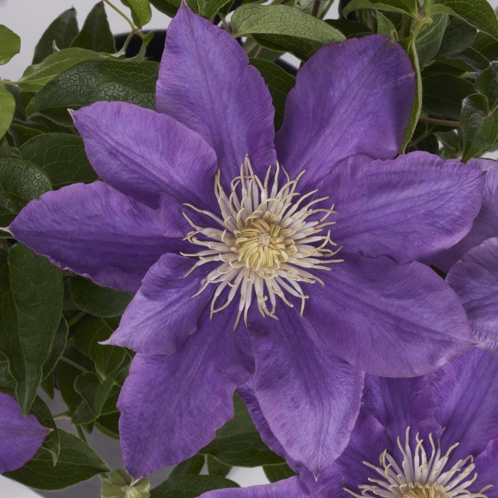 Monrovia Light Clematis in 2.5-Quart Pot in the Perennials department at Lowes.com