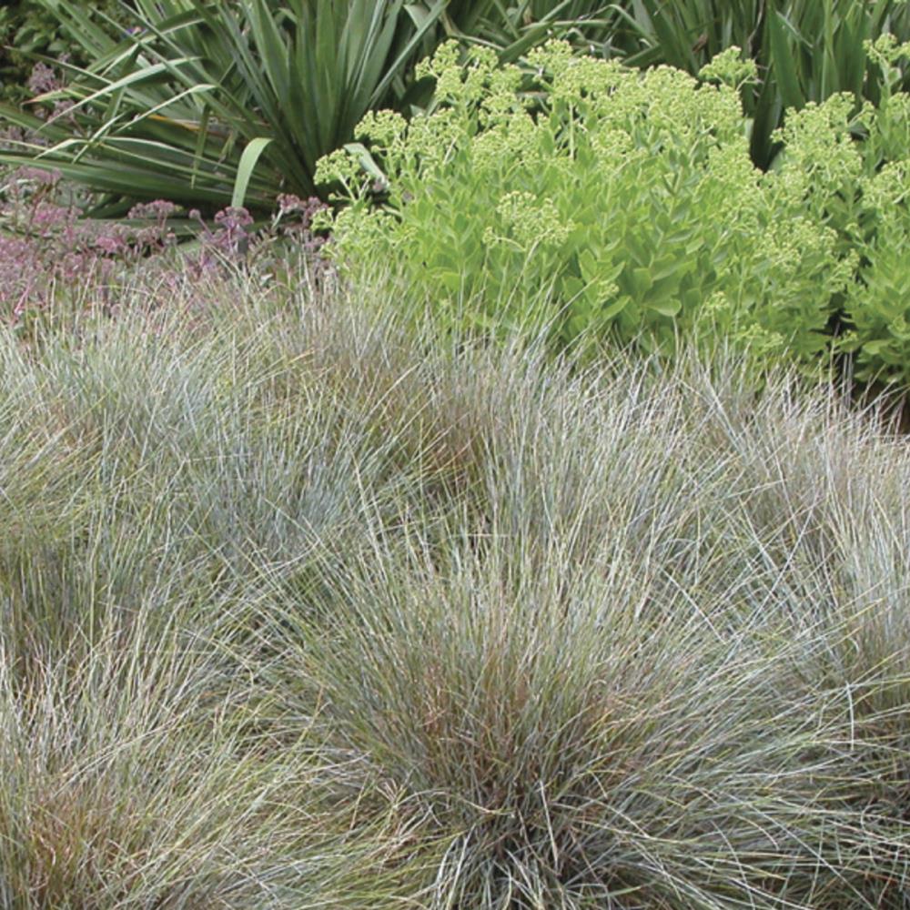 Monrovia 036671 perennials - View #3